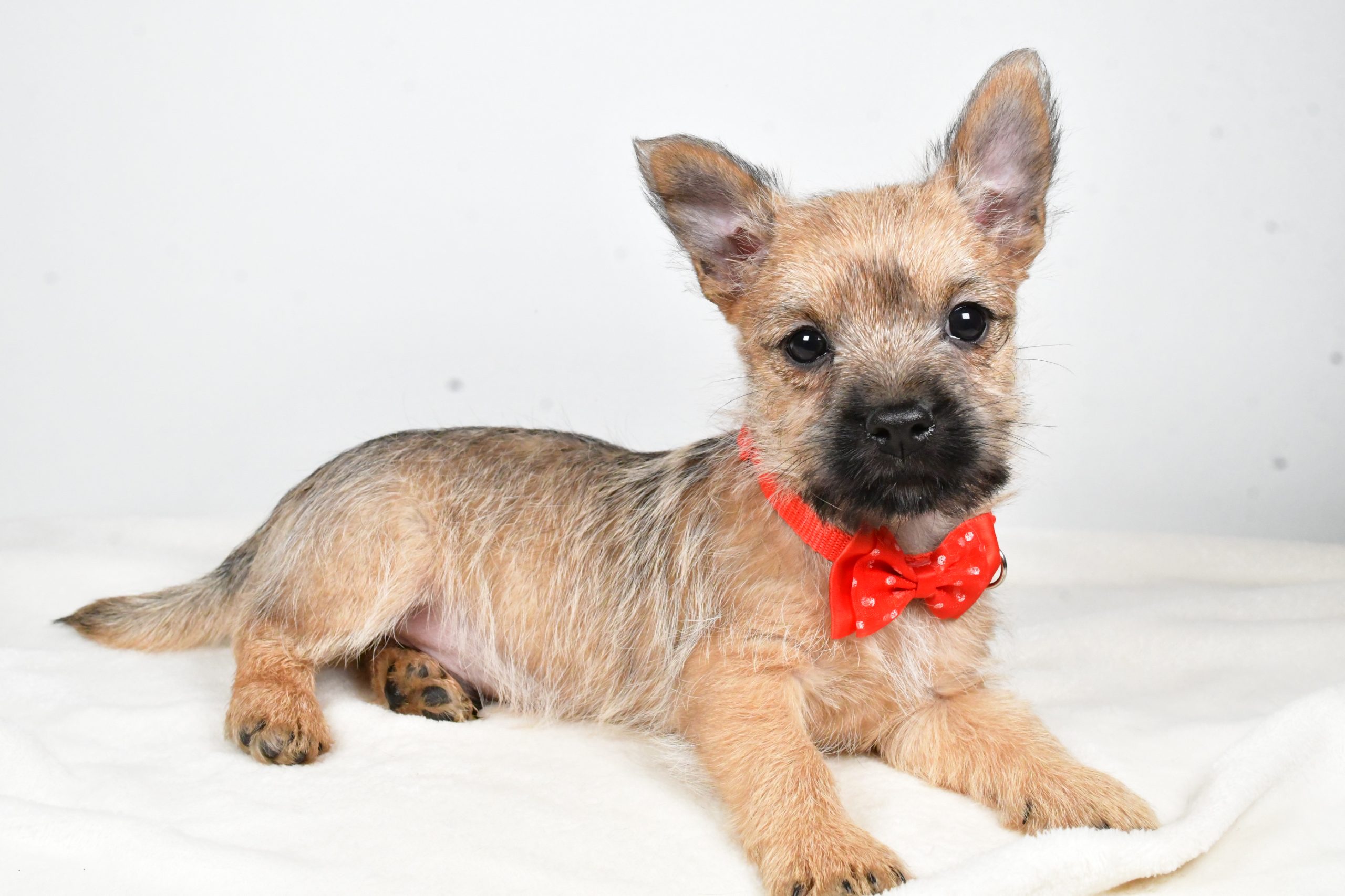 Mr Tristan The Cairn Terrier - Image 8