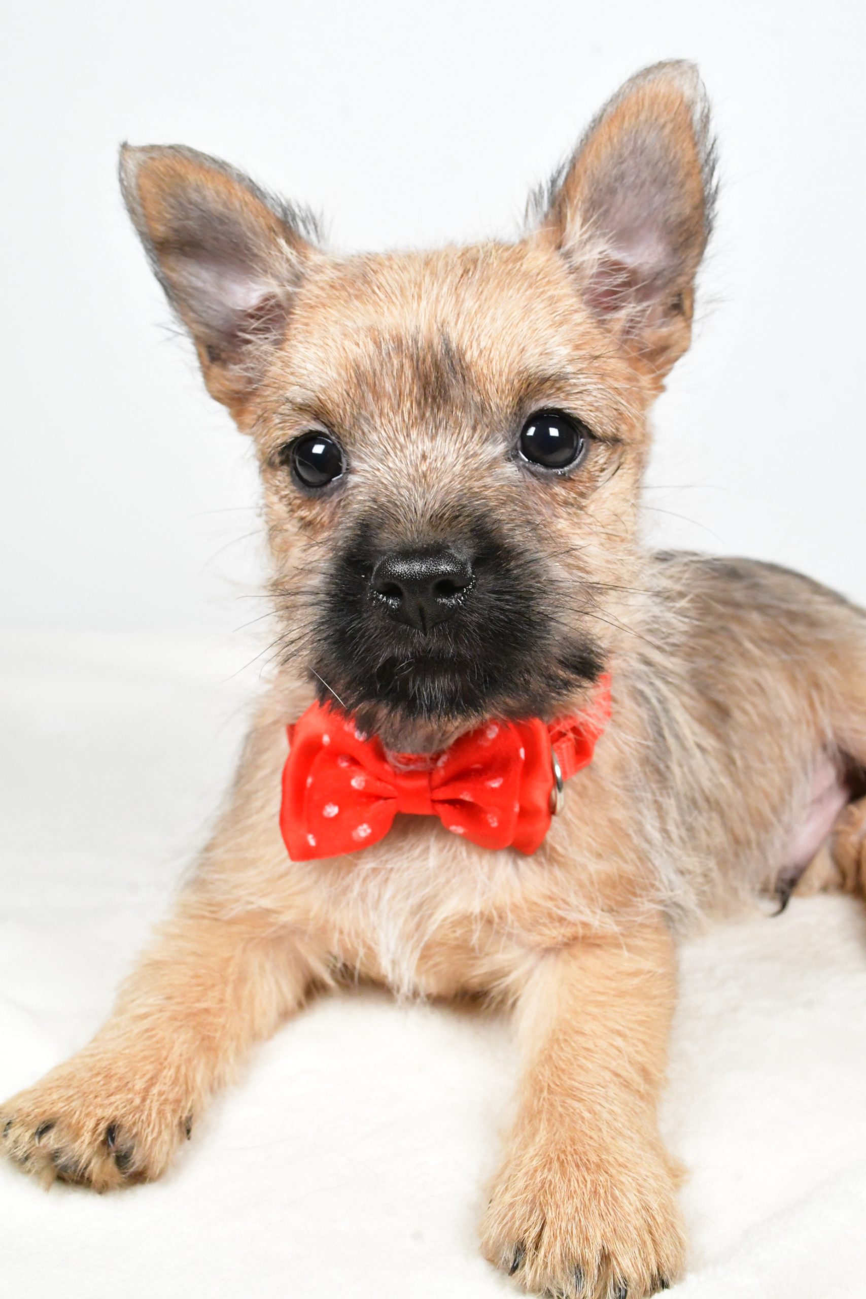 Mr Tristan The Cairn Terrier - Image 7