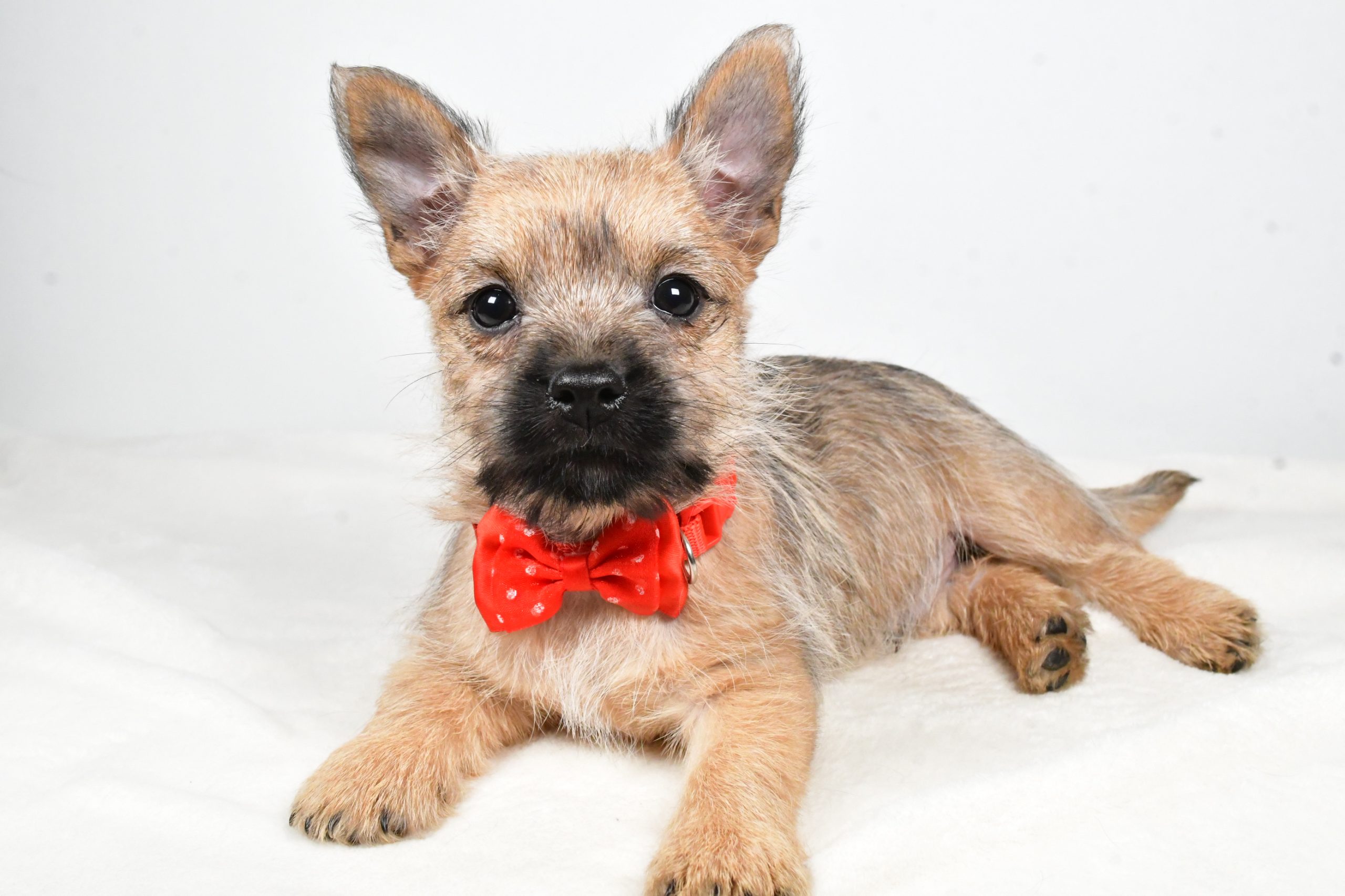 Mr Tristan The Cairn Terrier - Image 9