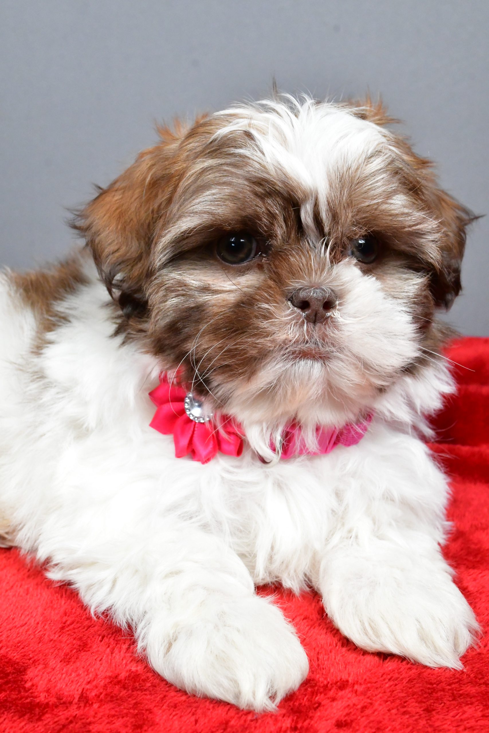Miss April The Shihtzu - Image 7