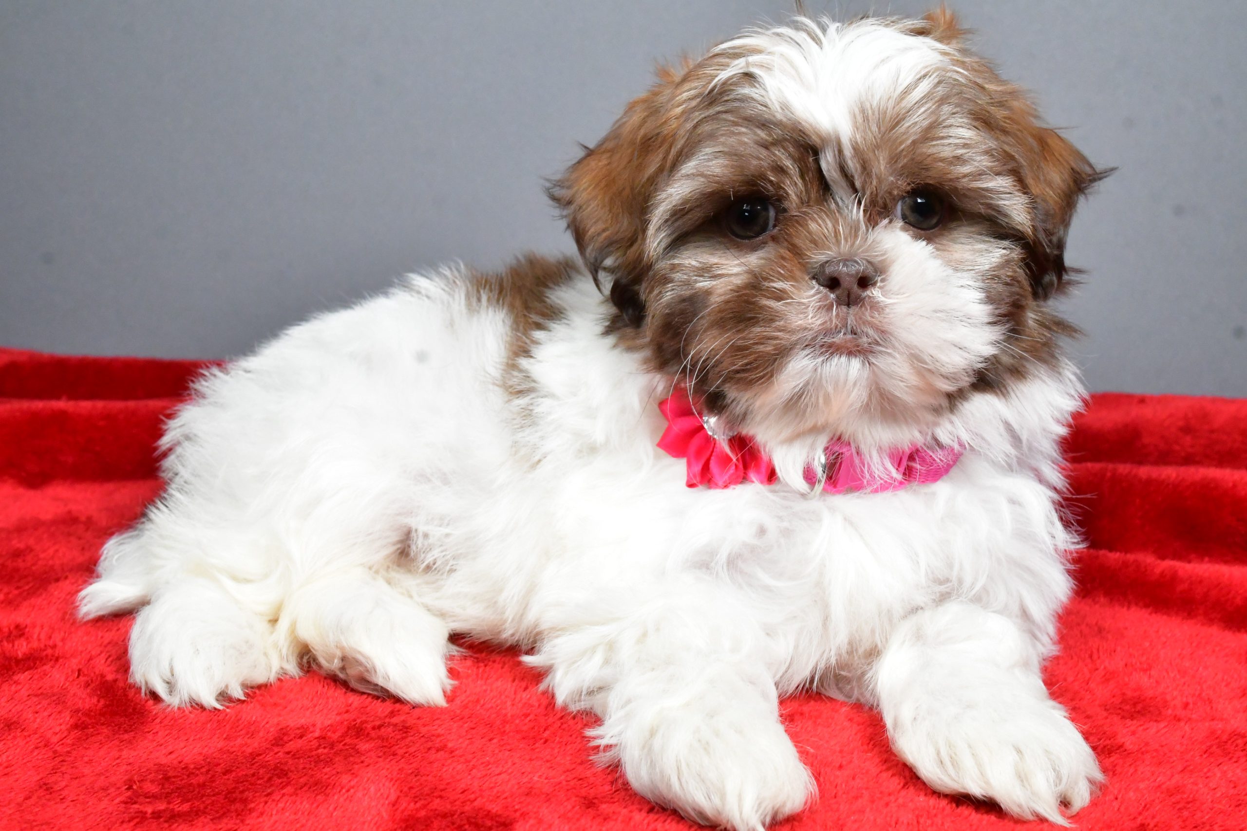 Miss April The Shihtzu - Image 9