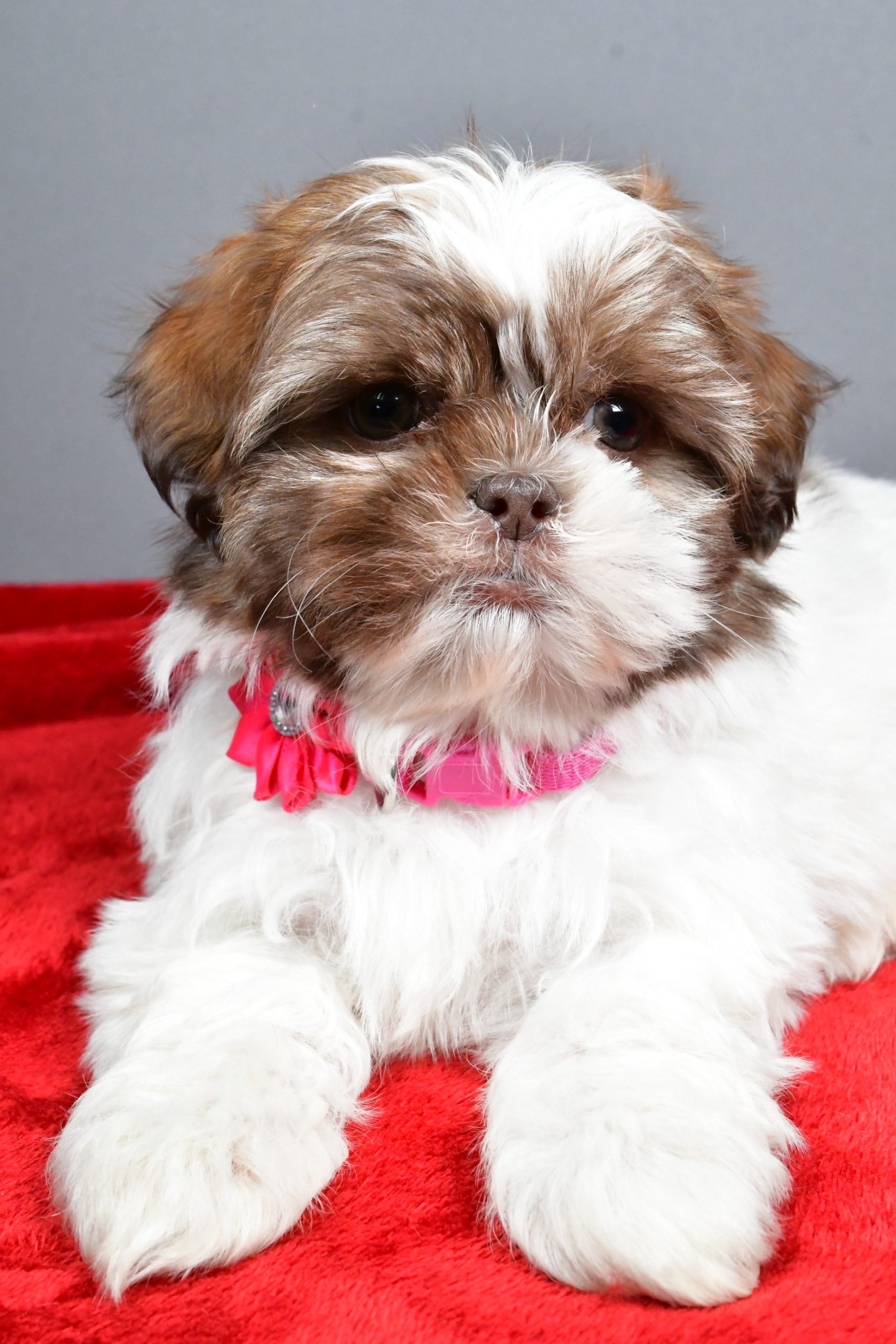 Miss April The Shihtzu - Image 5