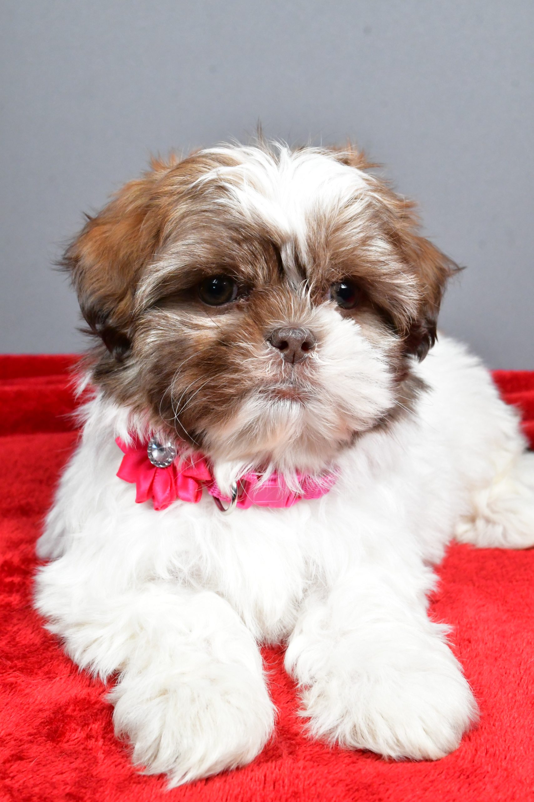 Miss April The Shihtzu - Image 6