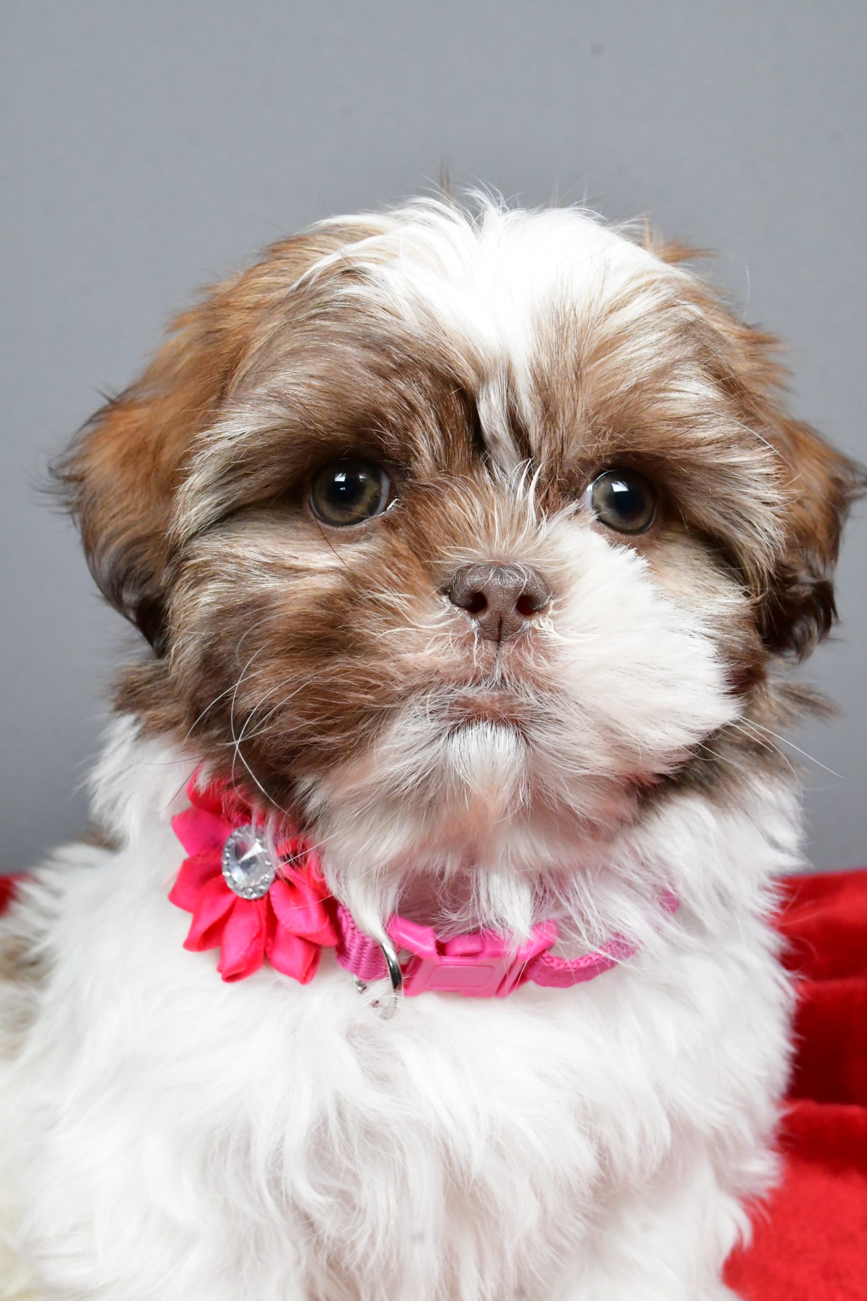 Miss April The Shihtzu - Image 3