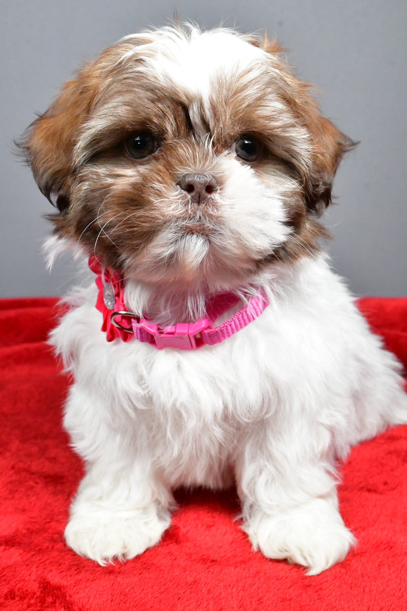 Miss April The Shihtzu - Image 2