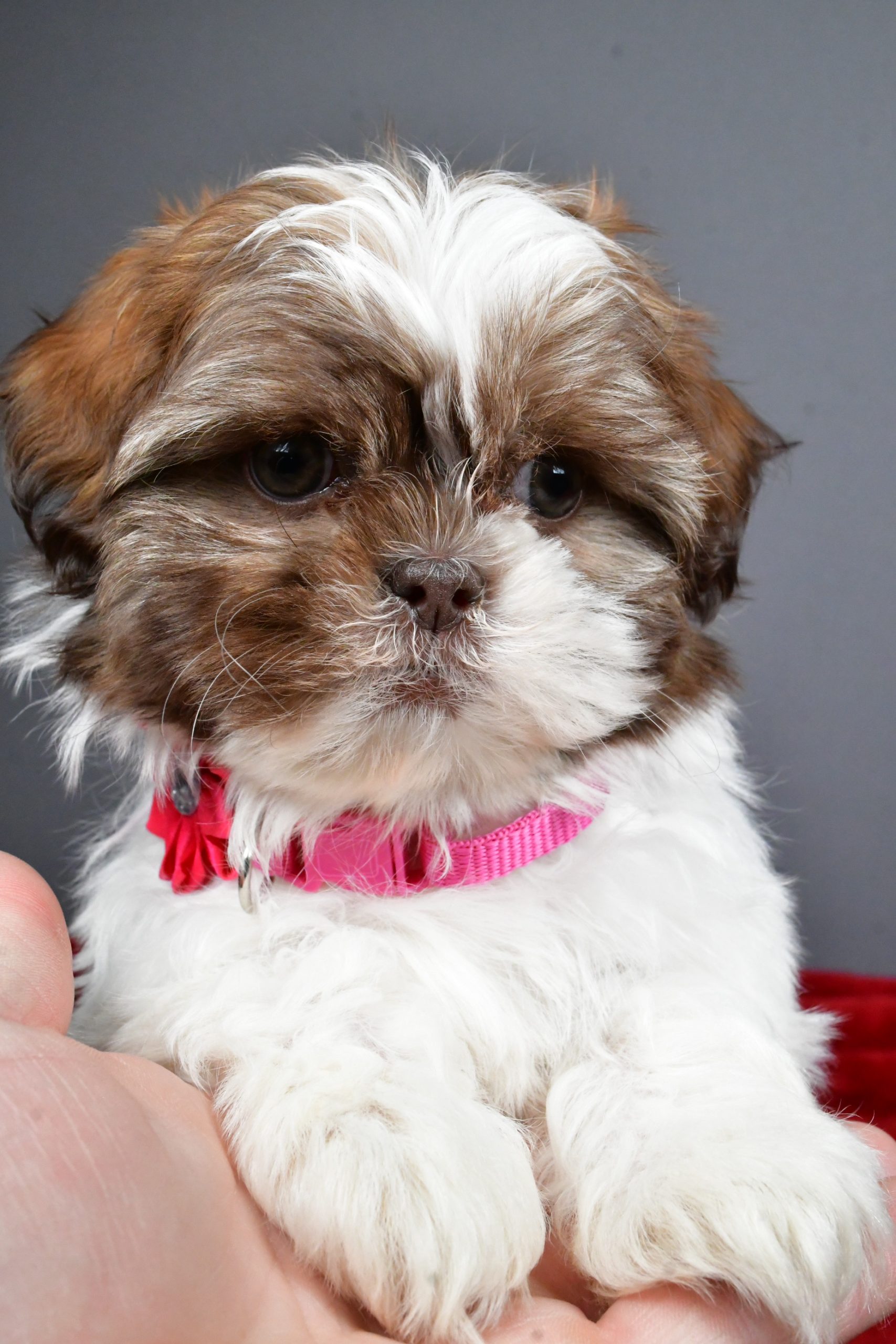 Miss April The Shihtzu