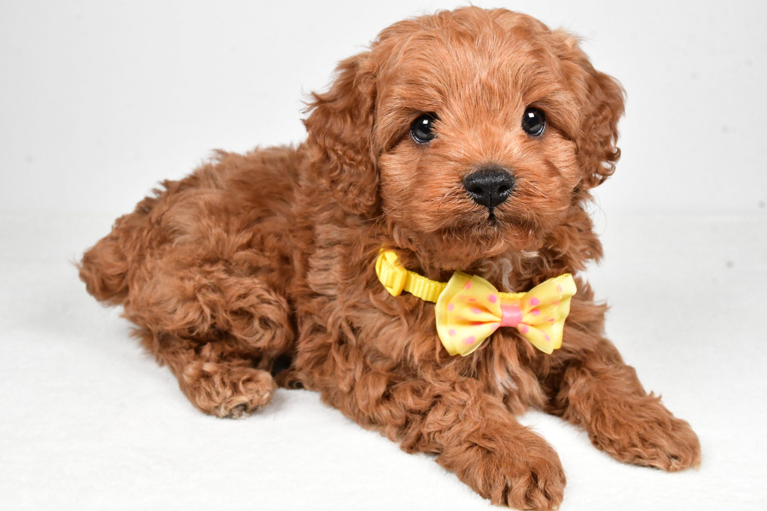 Mr Rascal The Cockapoo - Image 8