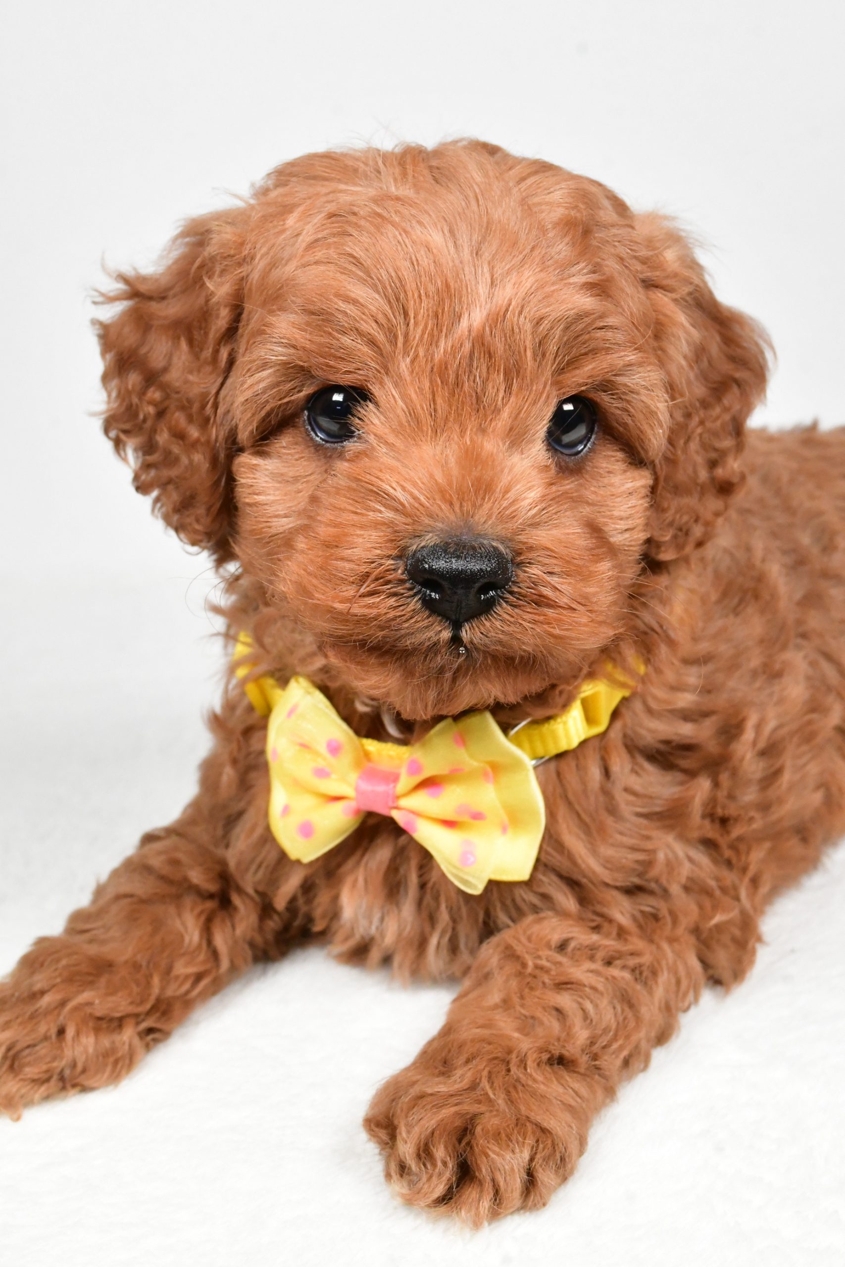 Mr Rascal The Cockapoo - Image 7