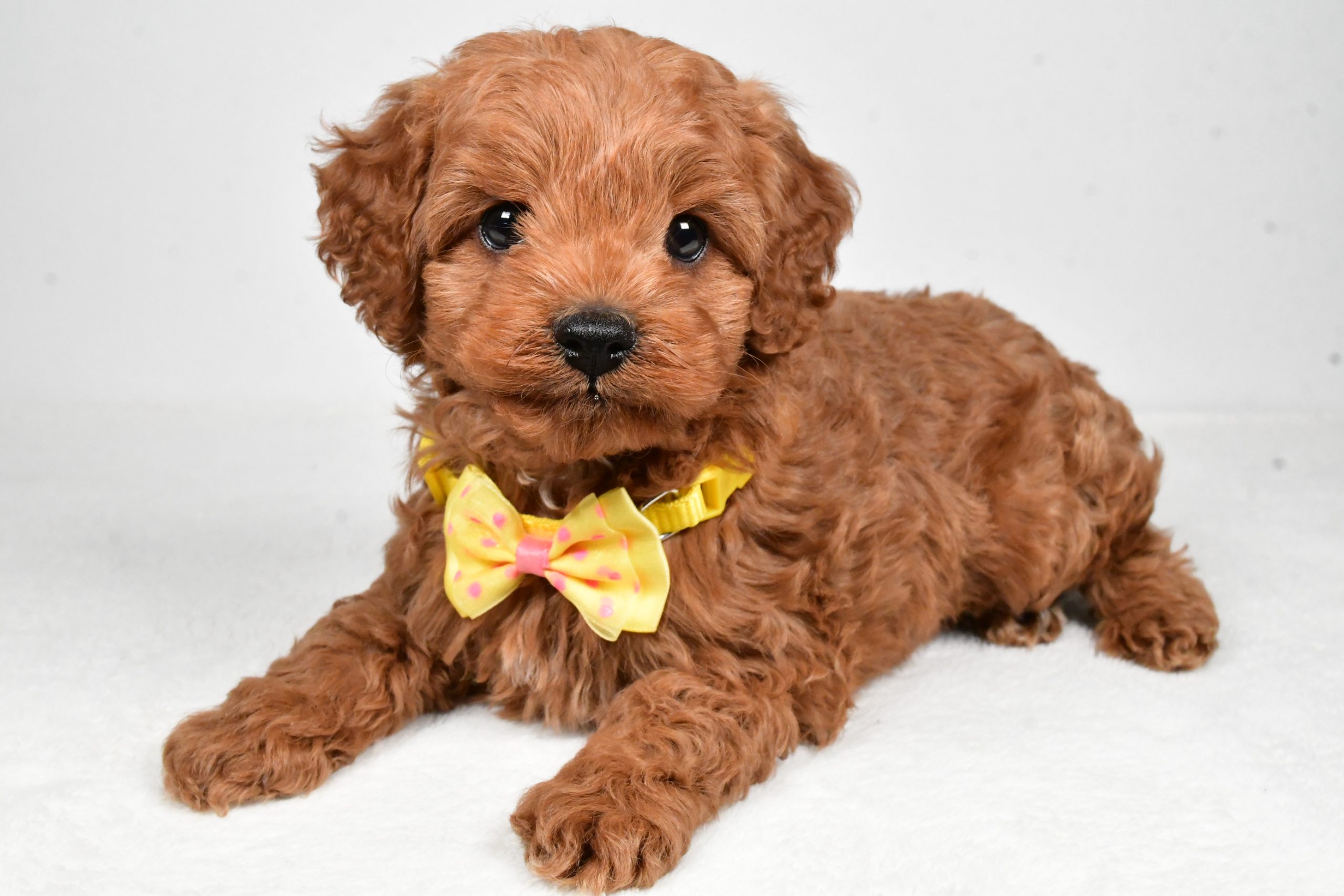 Mr Rascal The Cockapoo - Image 9