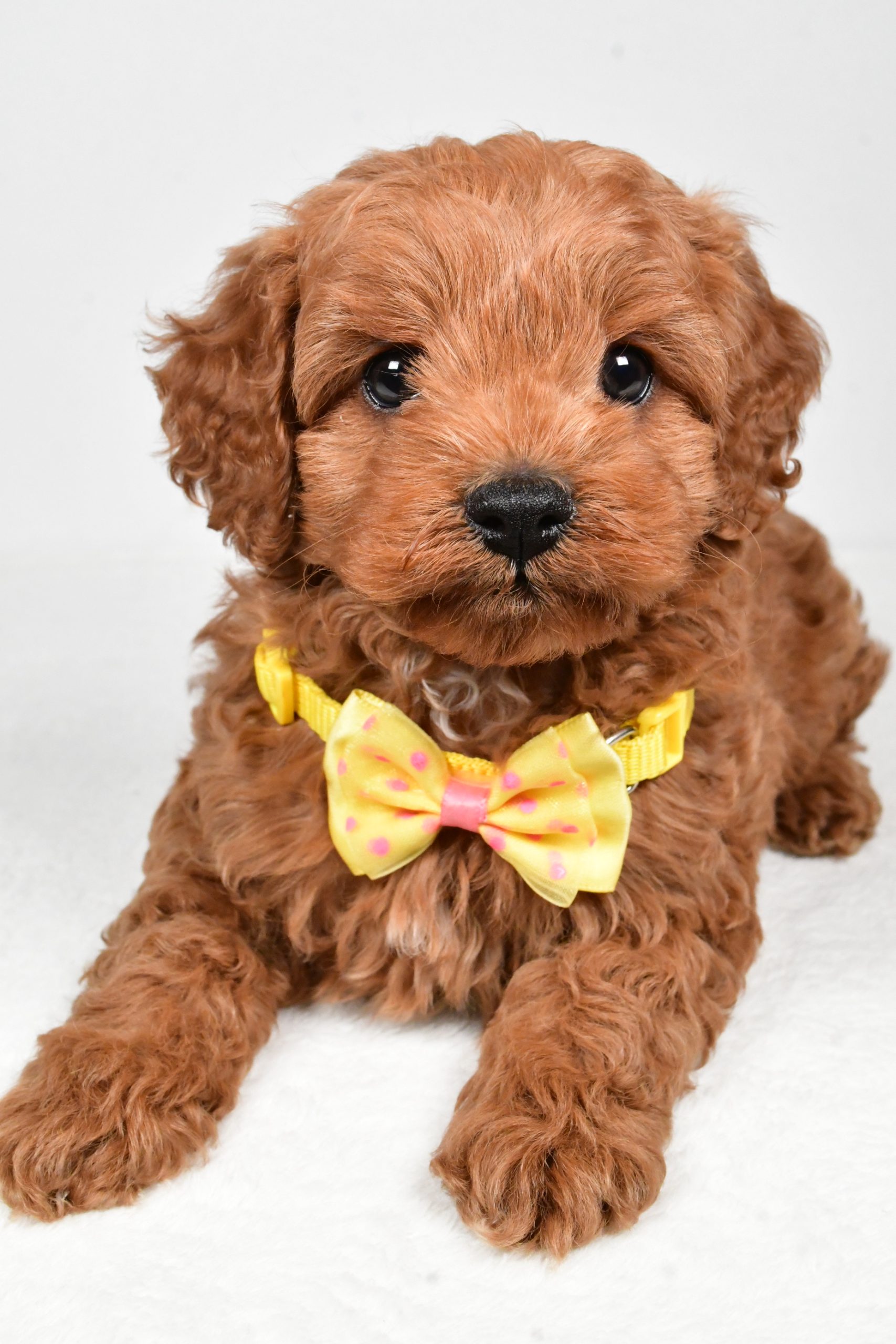 Mr Rascal The Cockapoo - Image 6