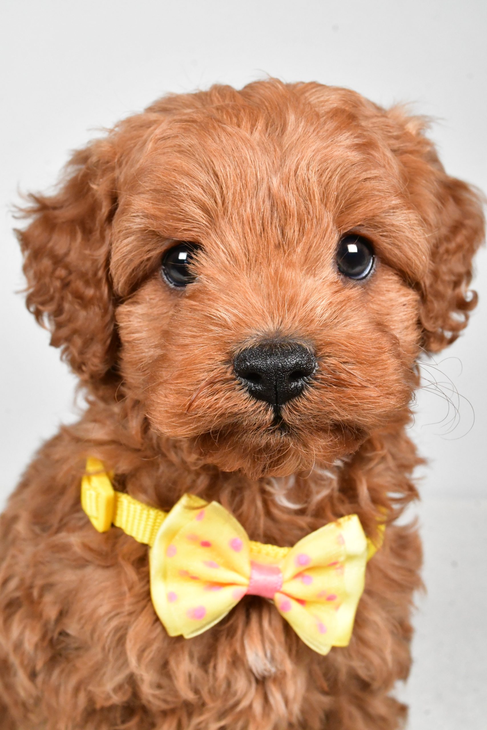 Mr Rascal The Cockapoo - Image 3