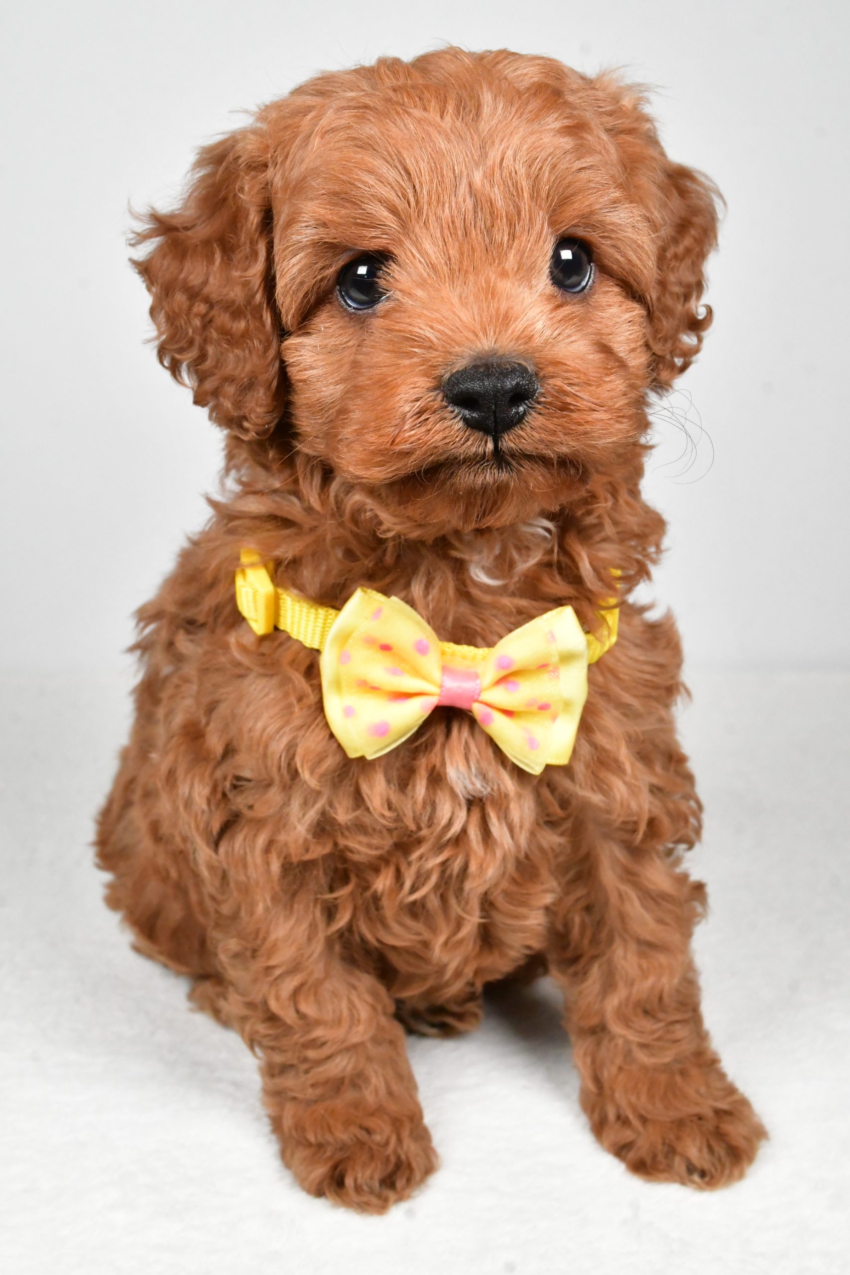 Mr Rascal The Cockapoo - Image 4