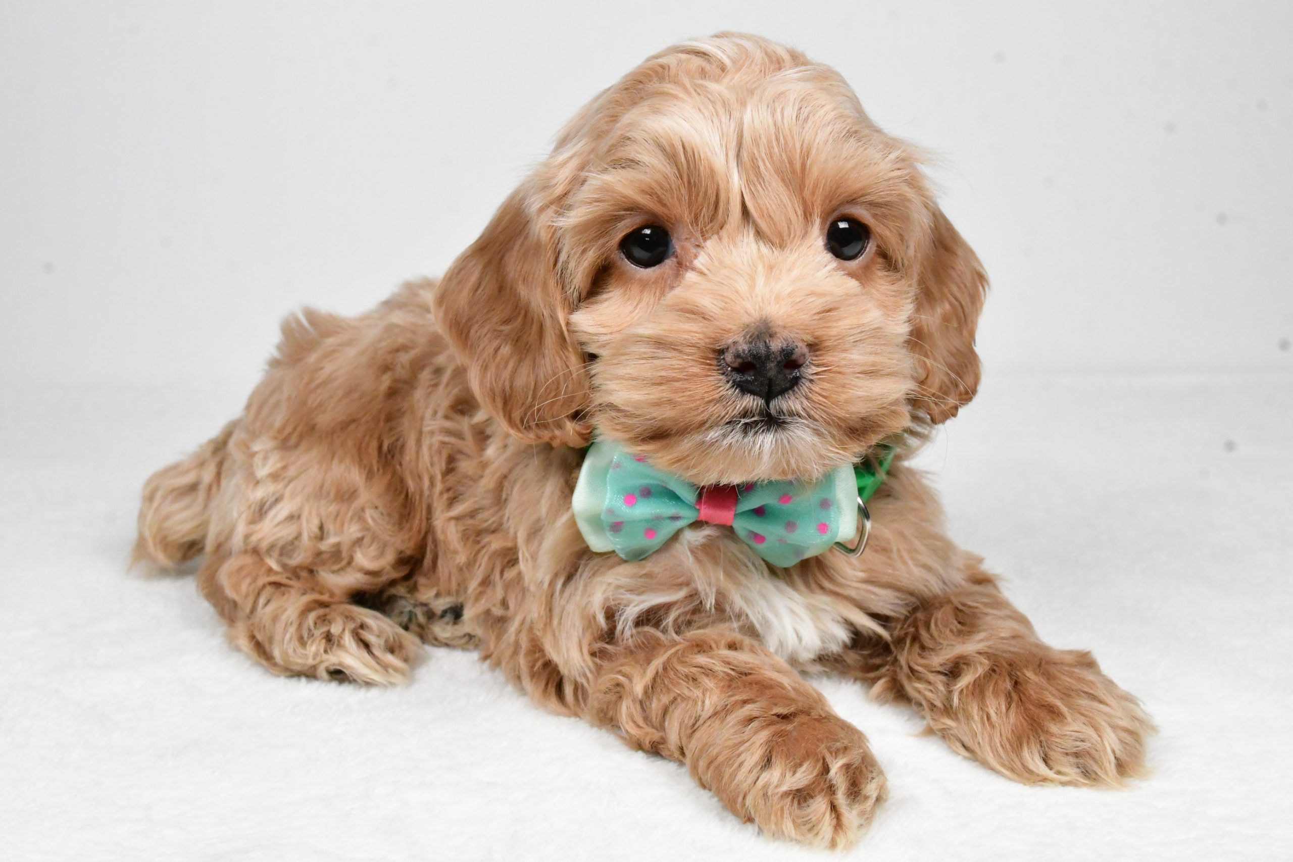 Mr Parker The Cockapoo - Image 6