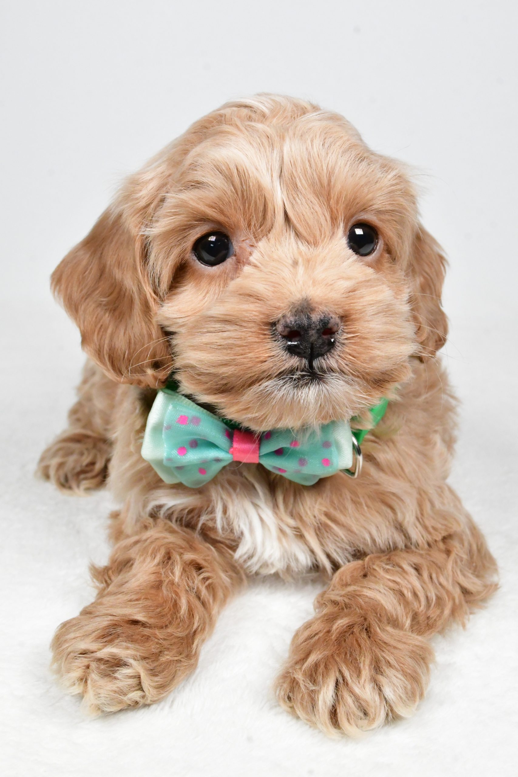 Mr Parker The Cockapoo - Image 4