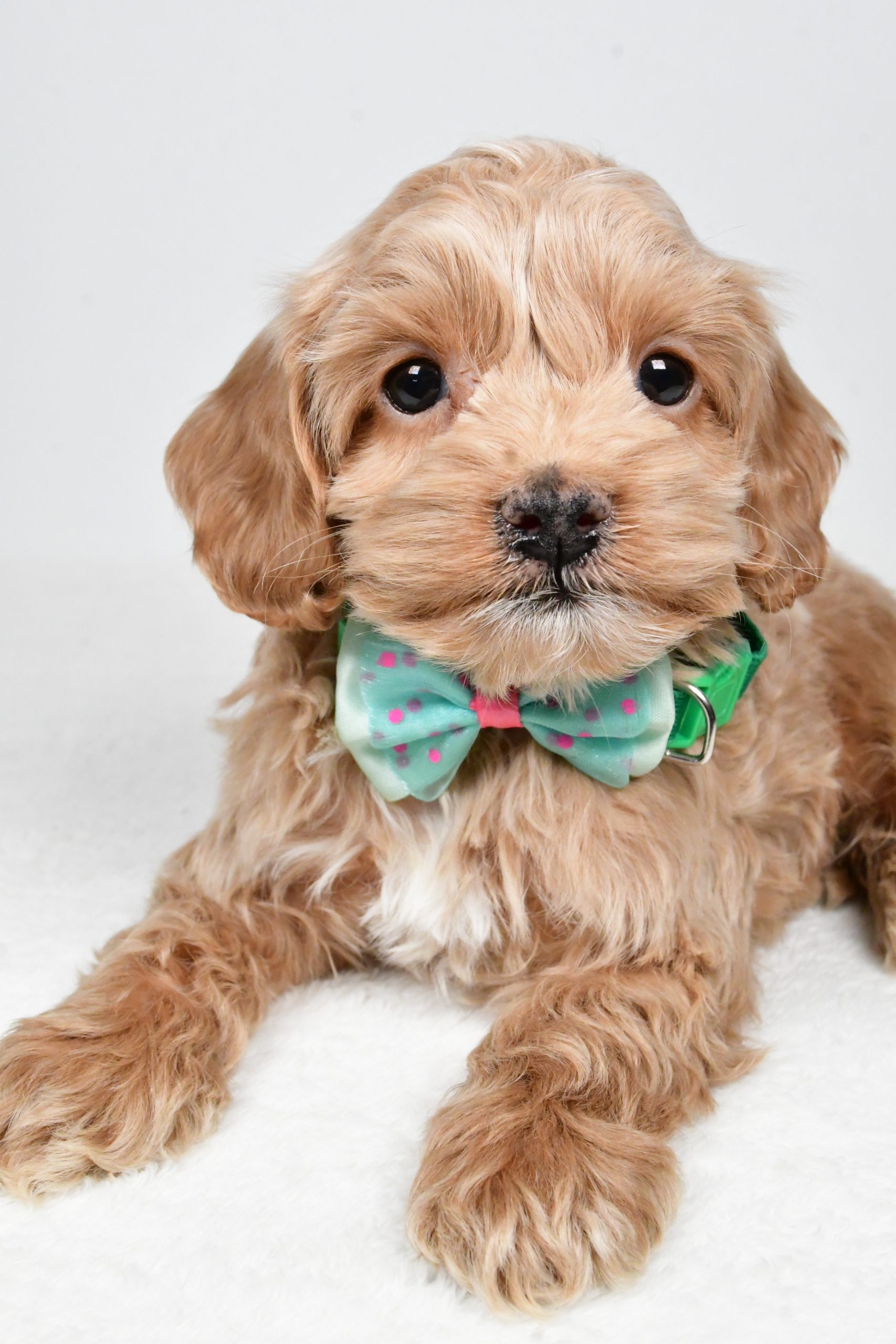 Mr Parker The Cockapoo - Image 3