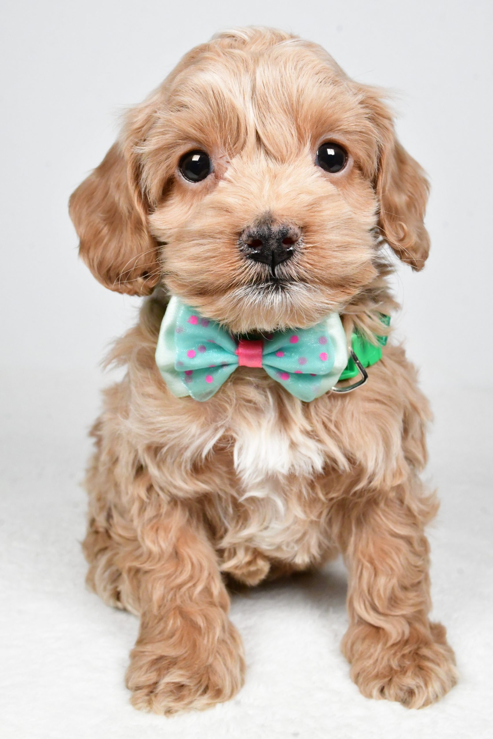 Mr Parker The Cockapoo