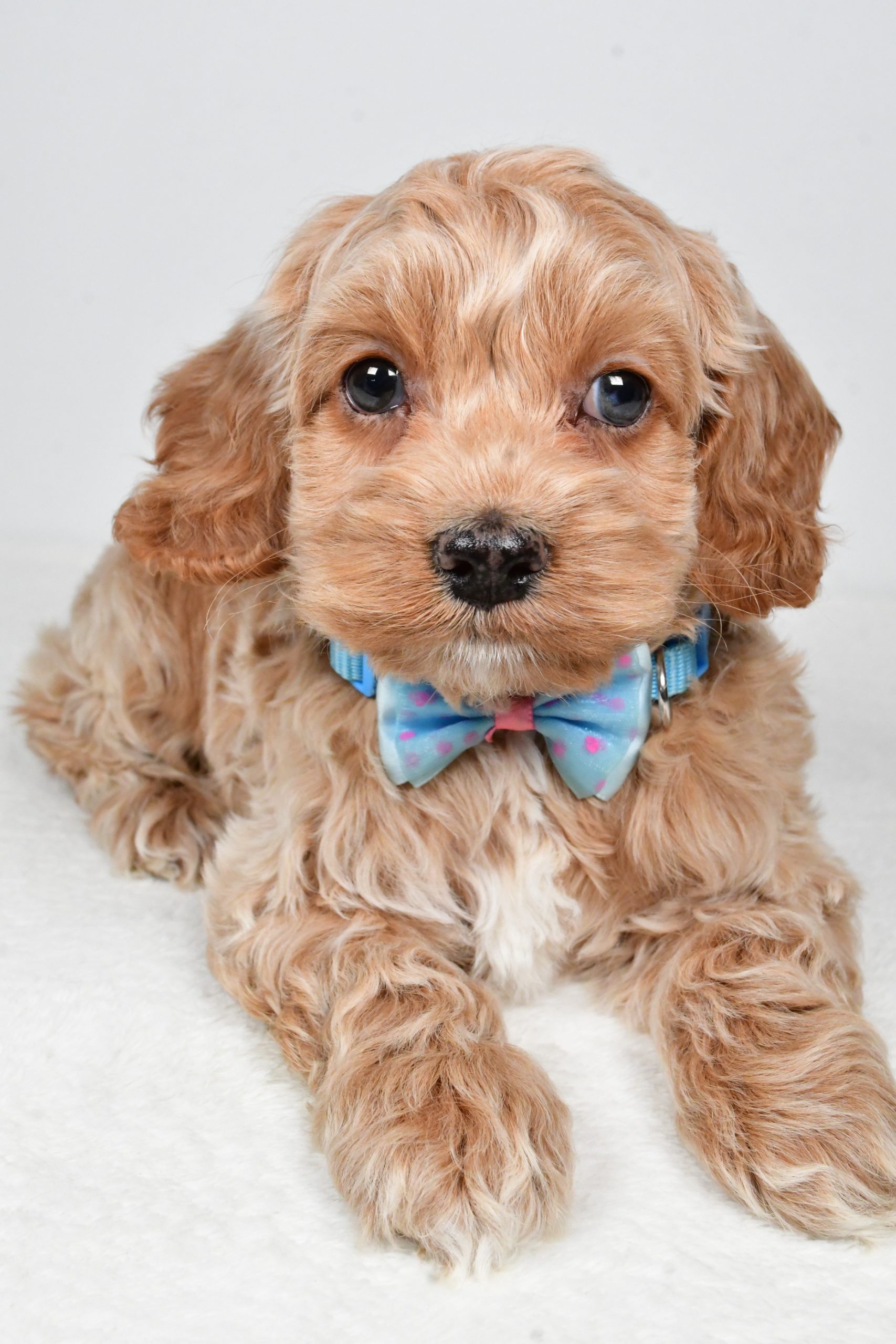 Mr Preston The Cockapoo - Image 4