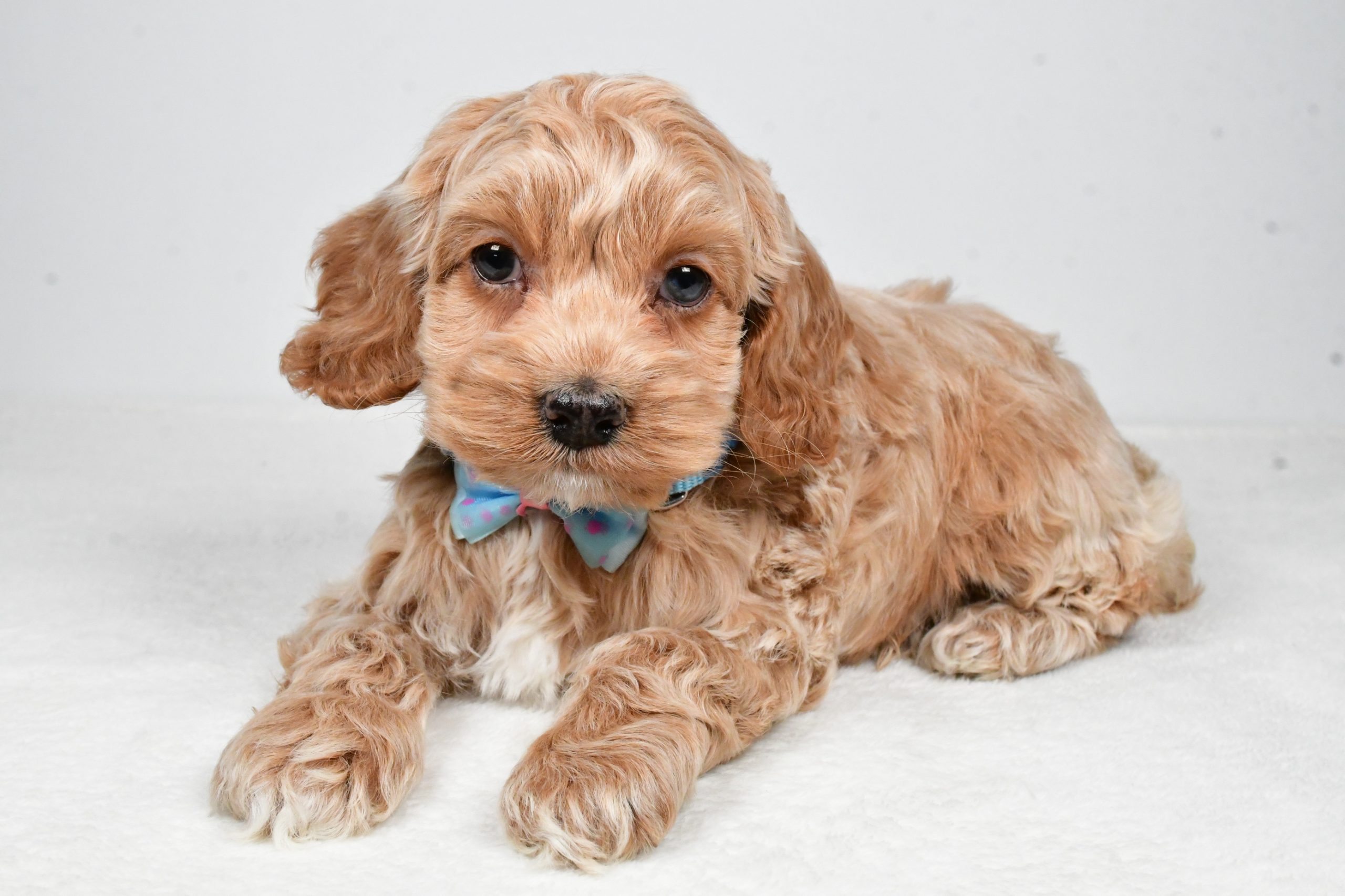 Mr Preston The Cockapoo - Image 6