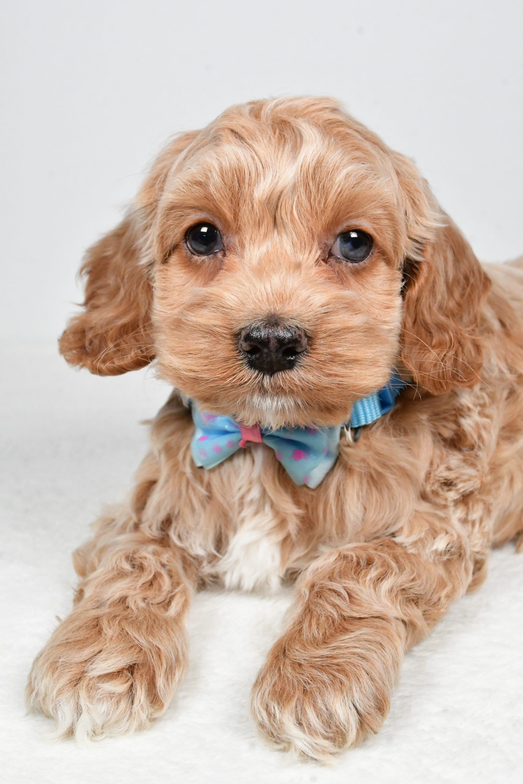 Mr Preston The Cockapoo - Image 5