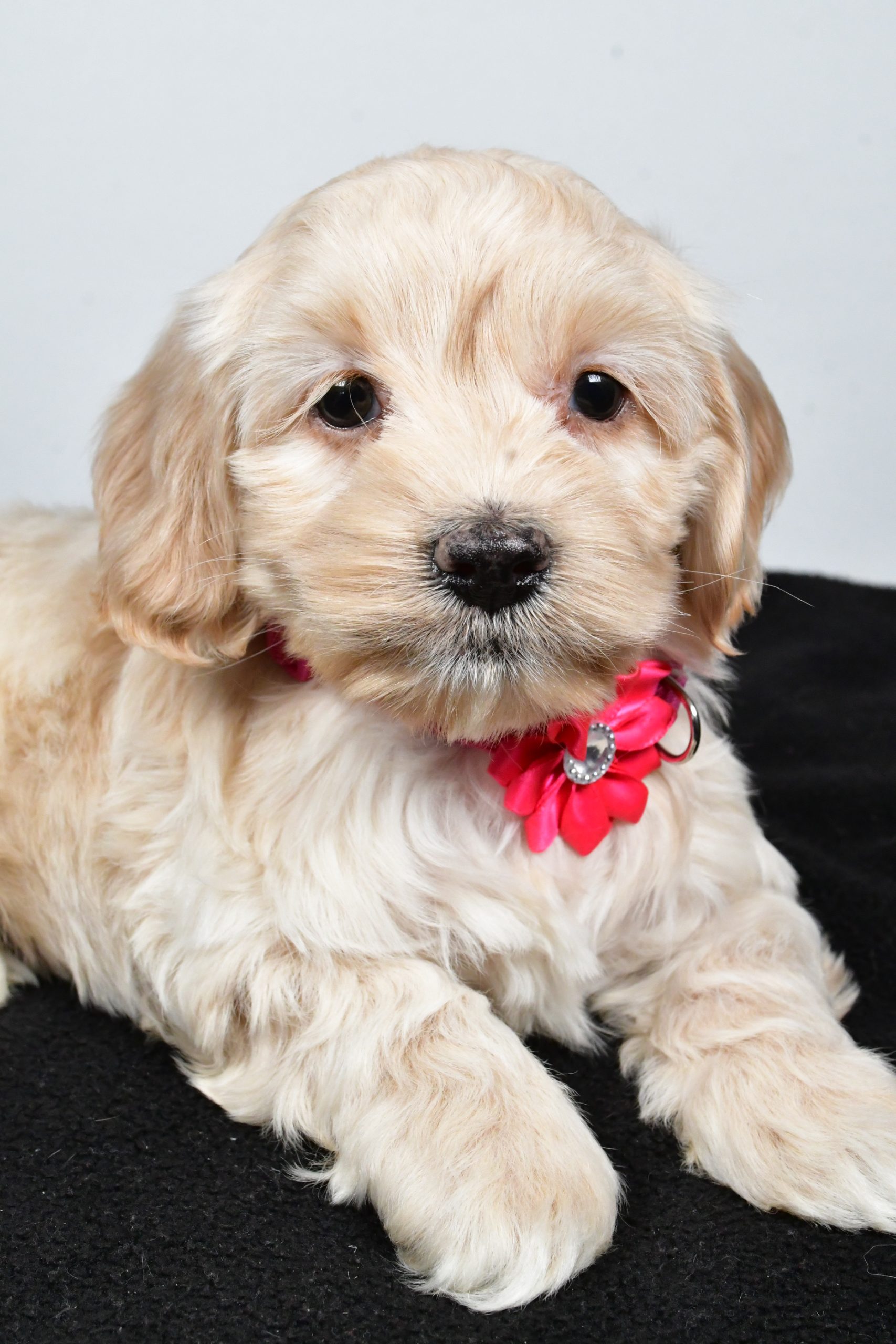 Miss Pearl The Cockapoo - Image 5