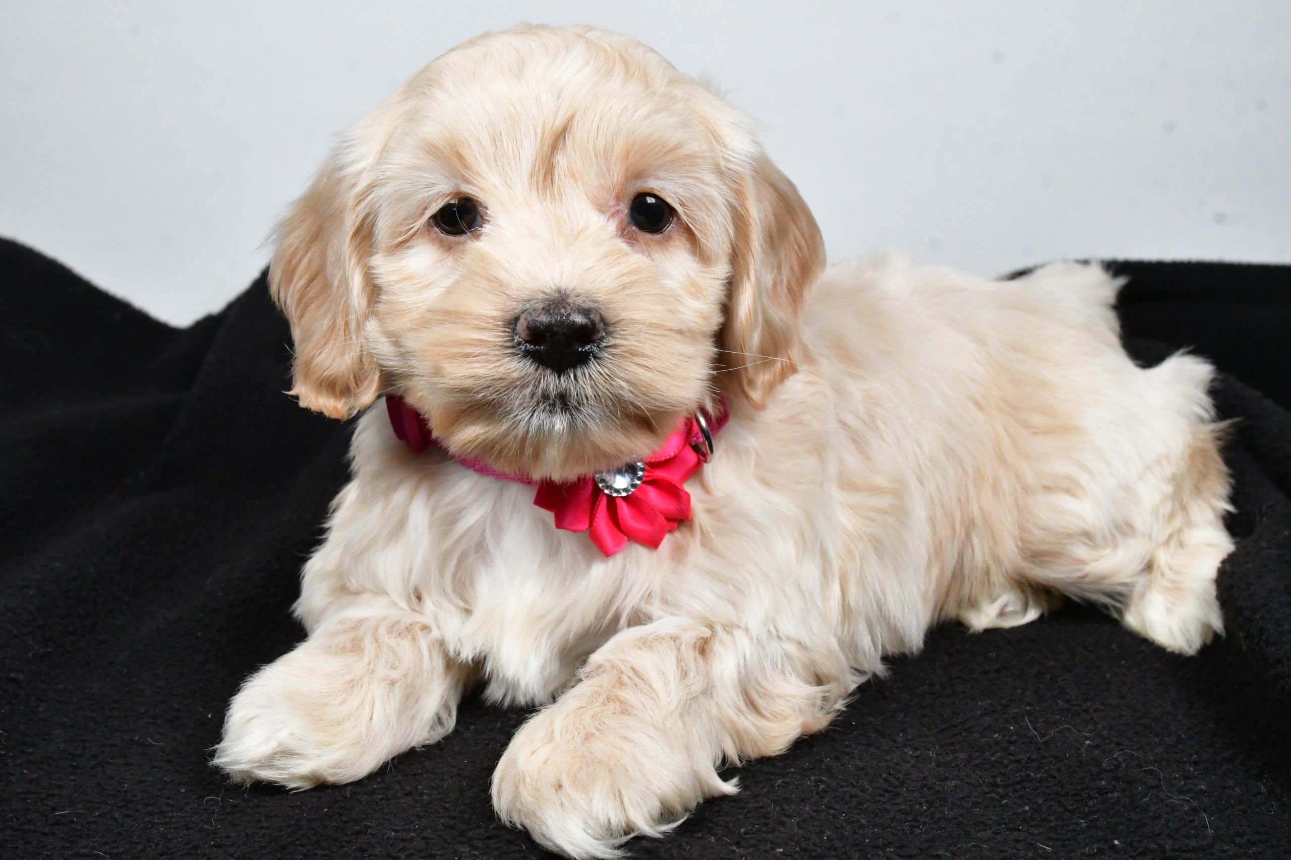 Miss Pearl The Cockapoo - Image 7