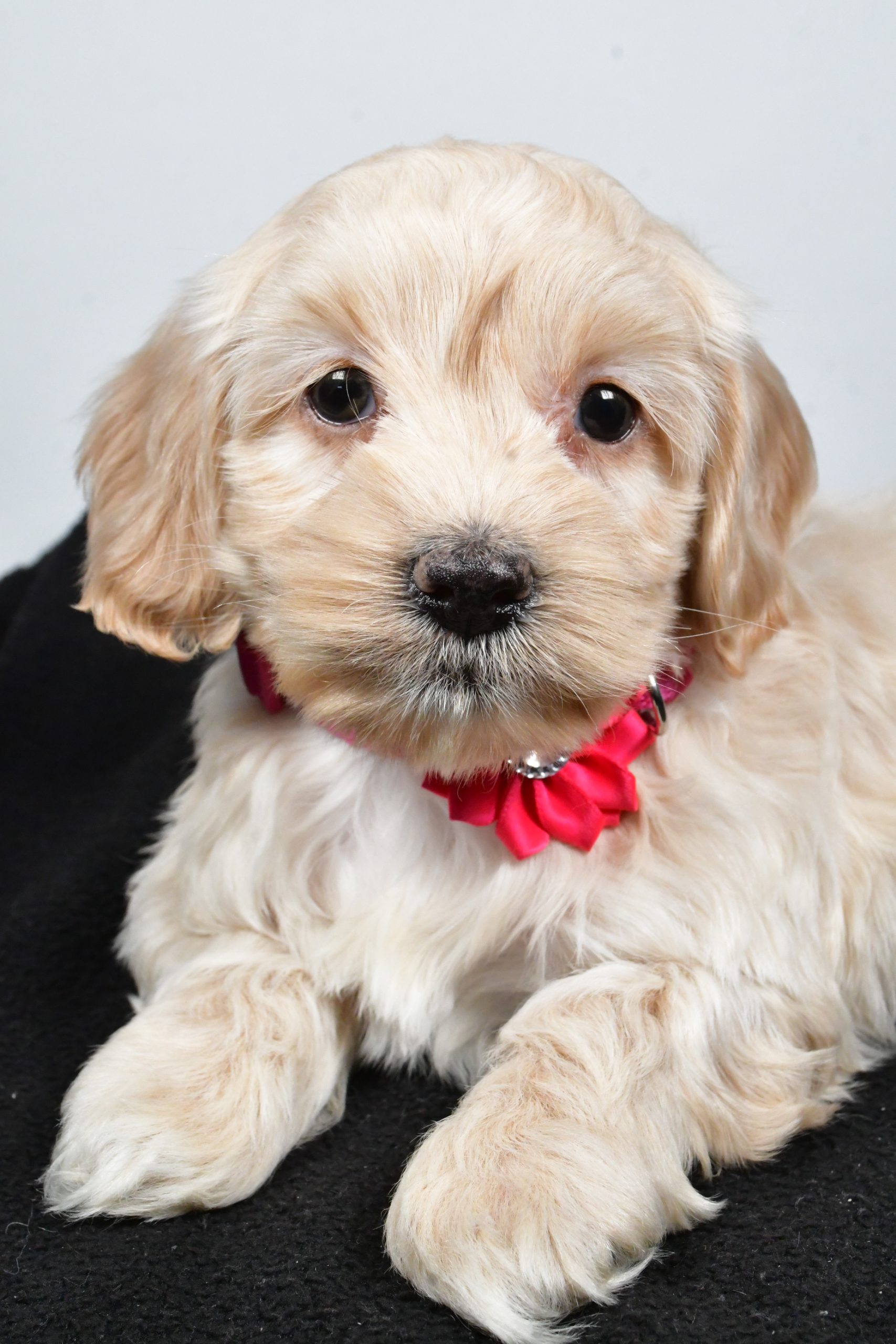 Miss Pearl The Cockapoo - Image 3