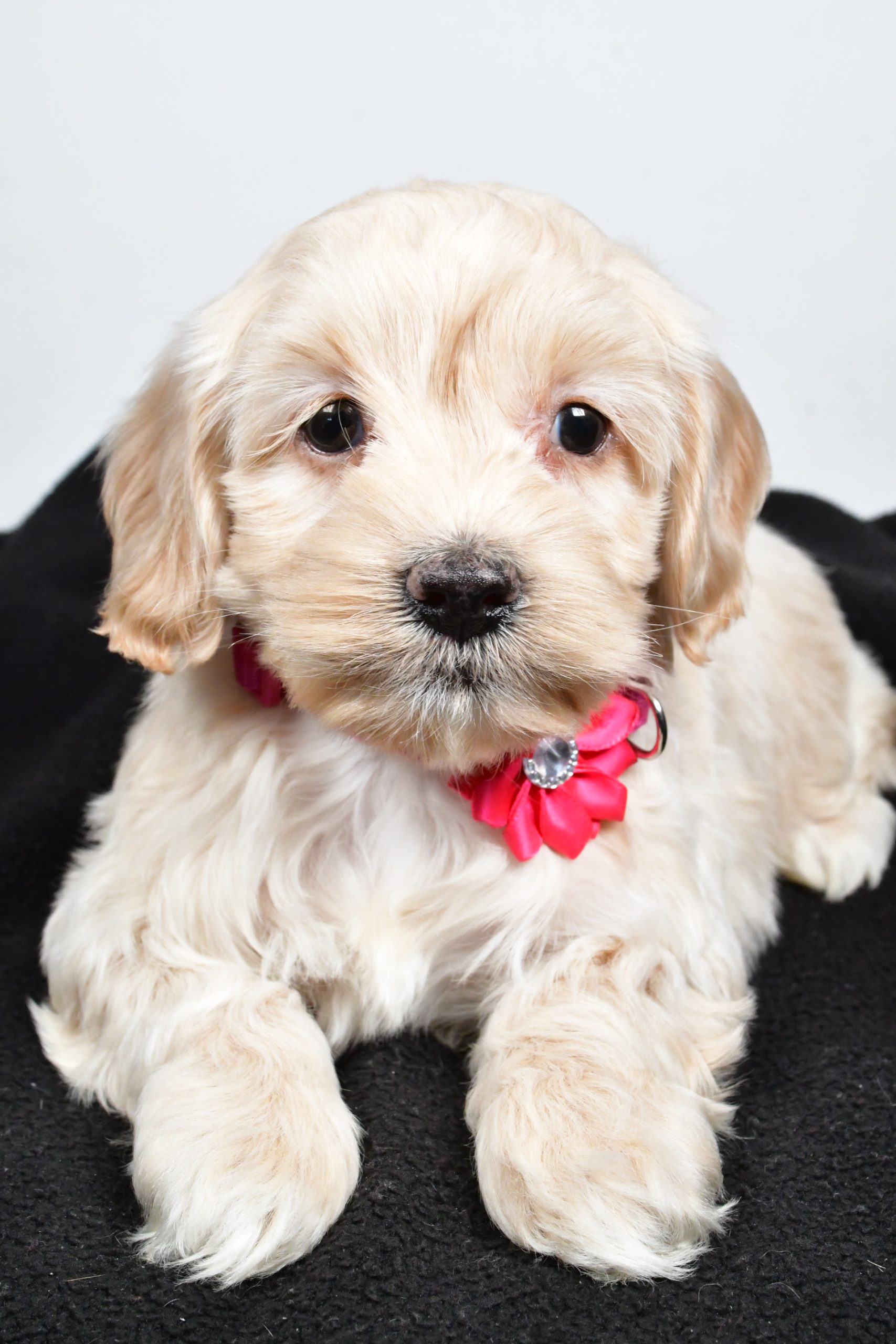 Miss Pearl The Cockapoo - Image 4