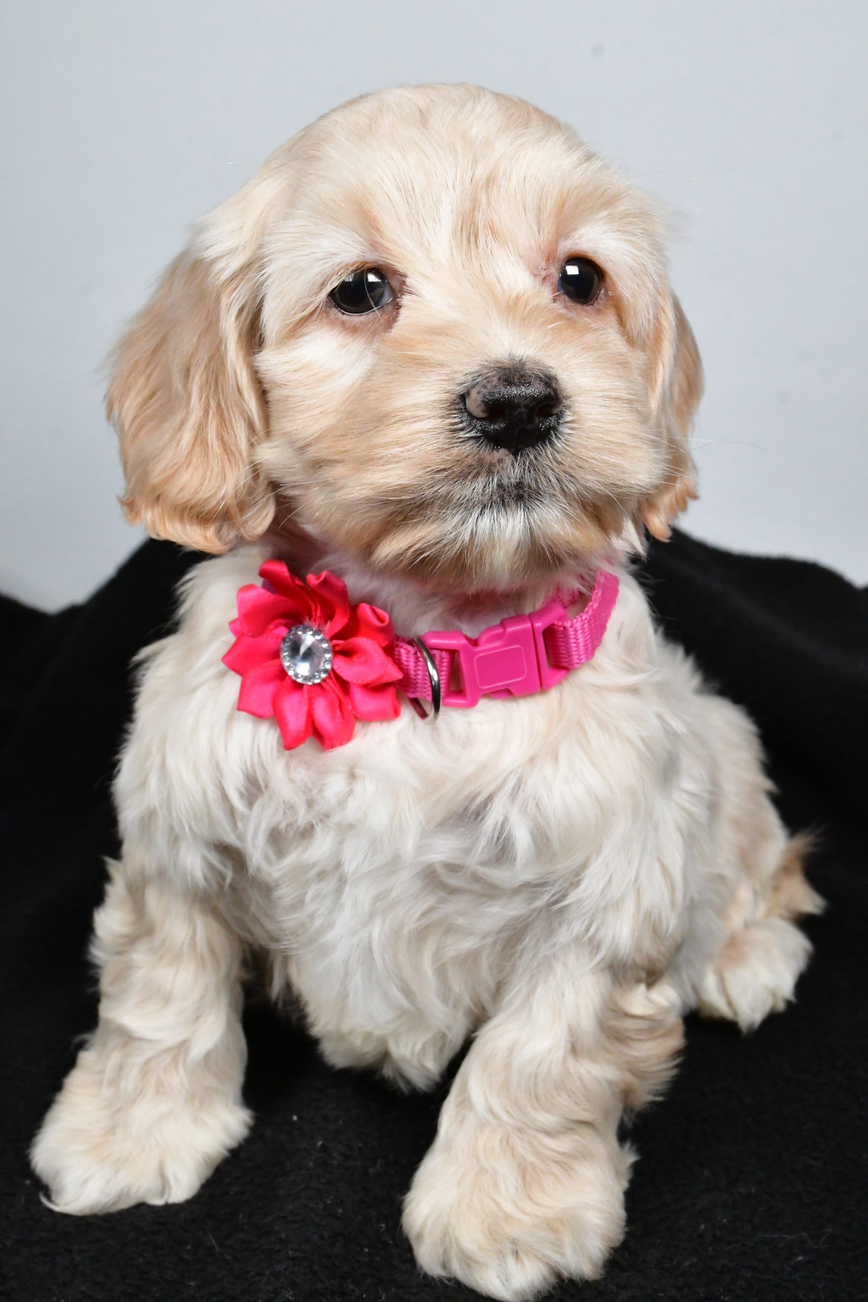 Miss Pearl The Cockapoo