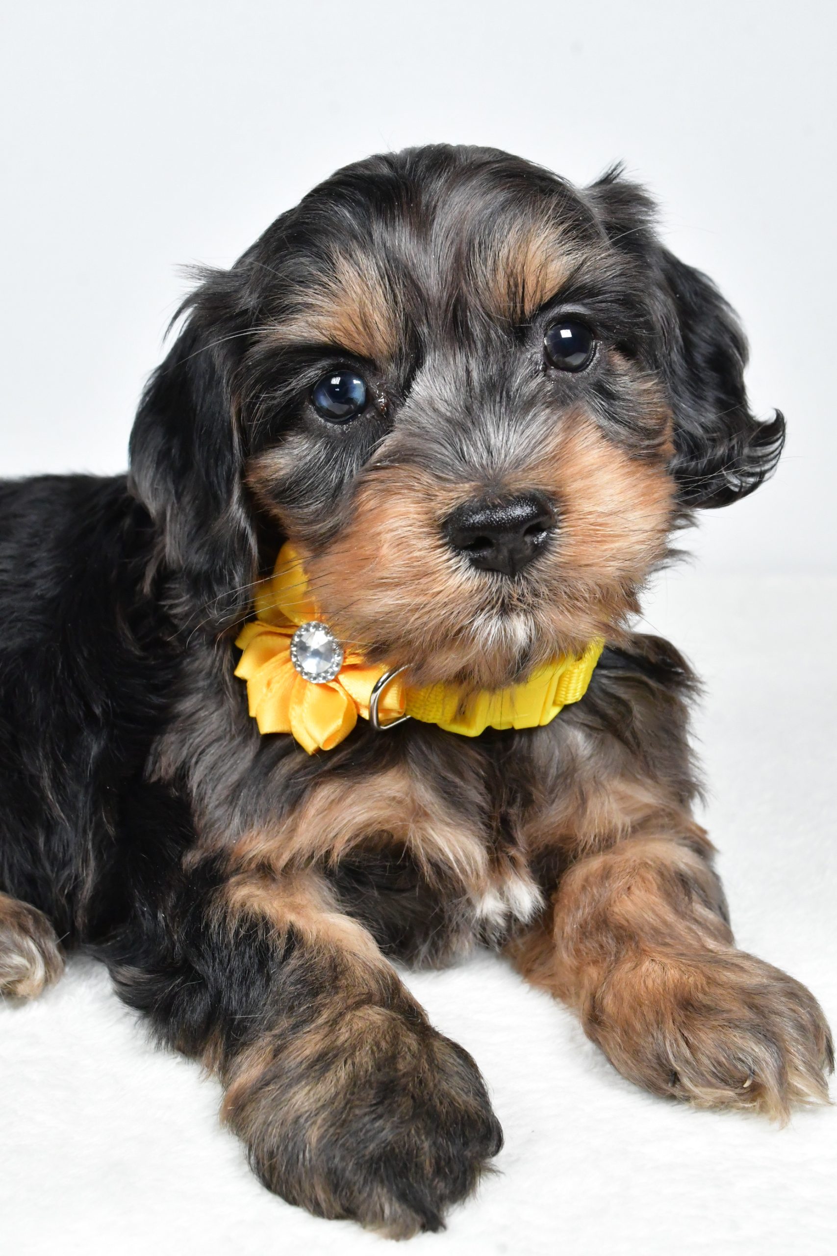 Miss Peggy The Cockapoo - Image 7