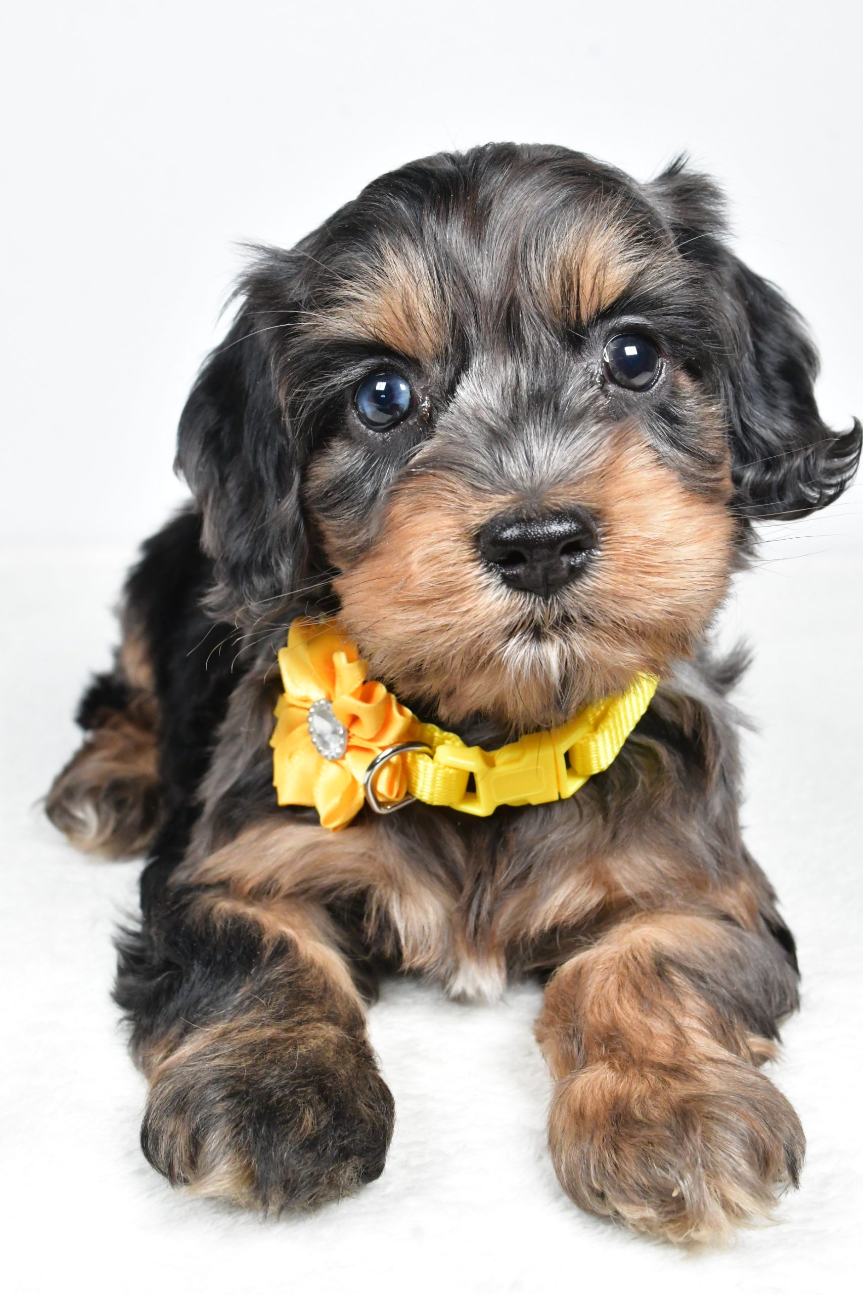 Miss Peggy The Cockapoo - Image 10