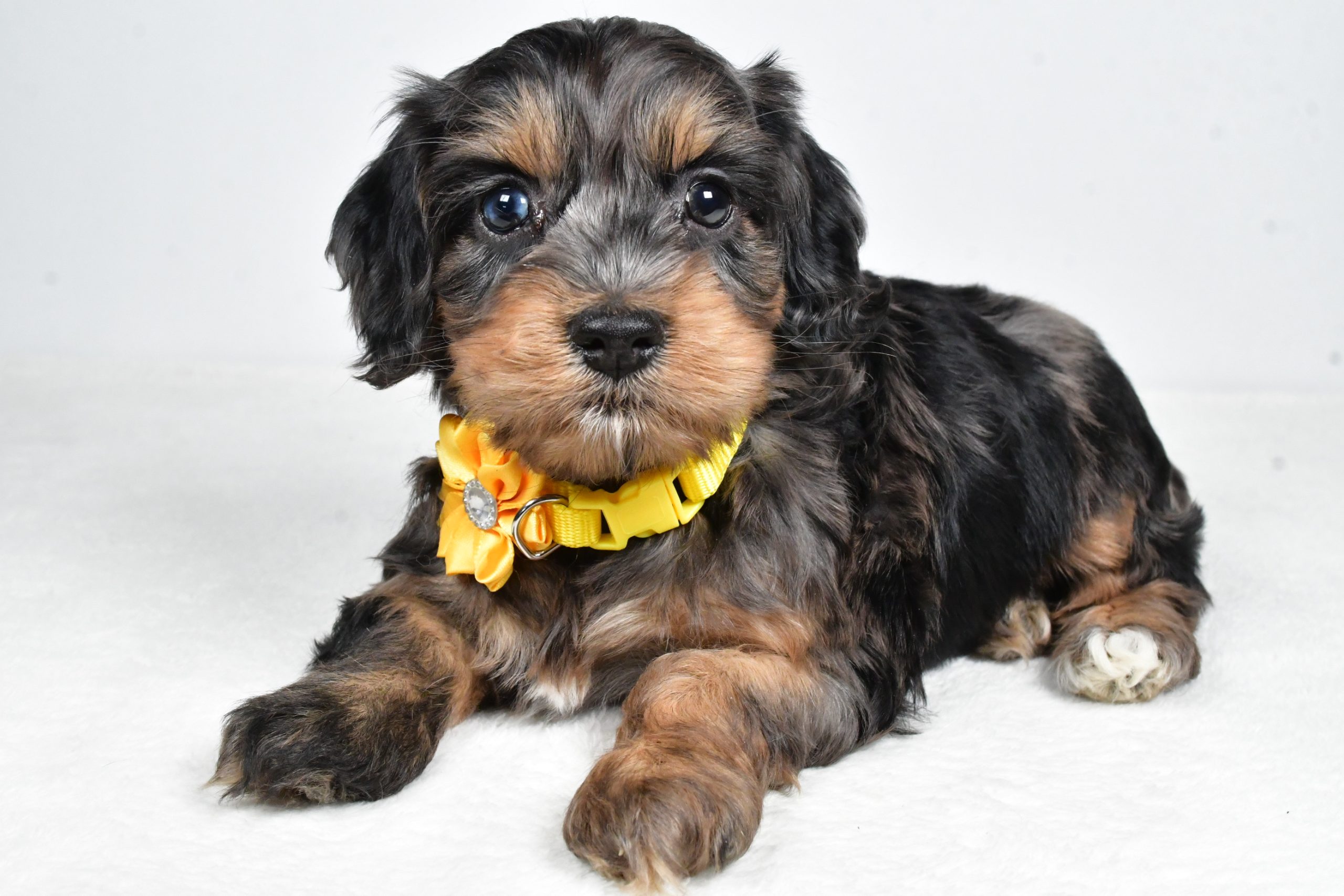 Miss Peggy The Cockapoo - Image 9