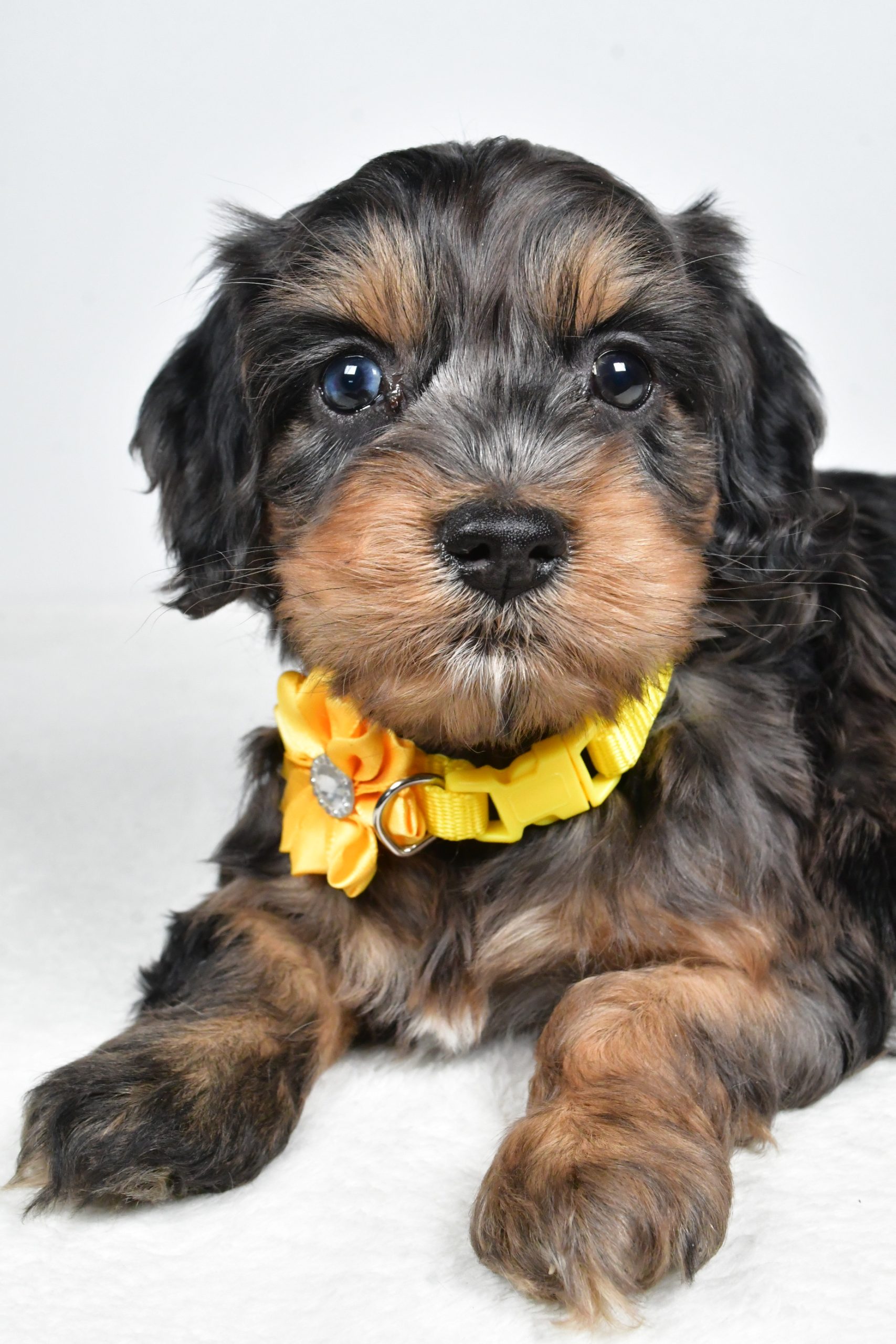 Miss Peggy The Cockapoo - Image 5