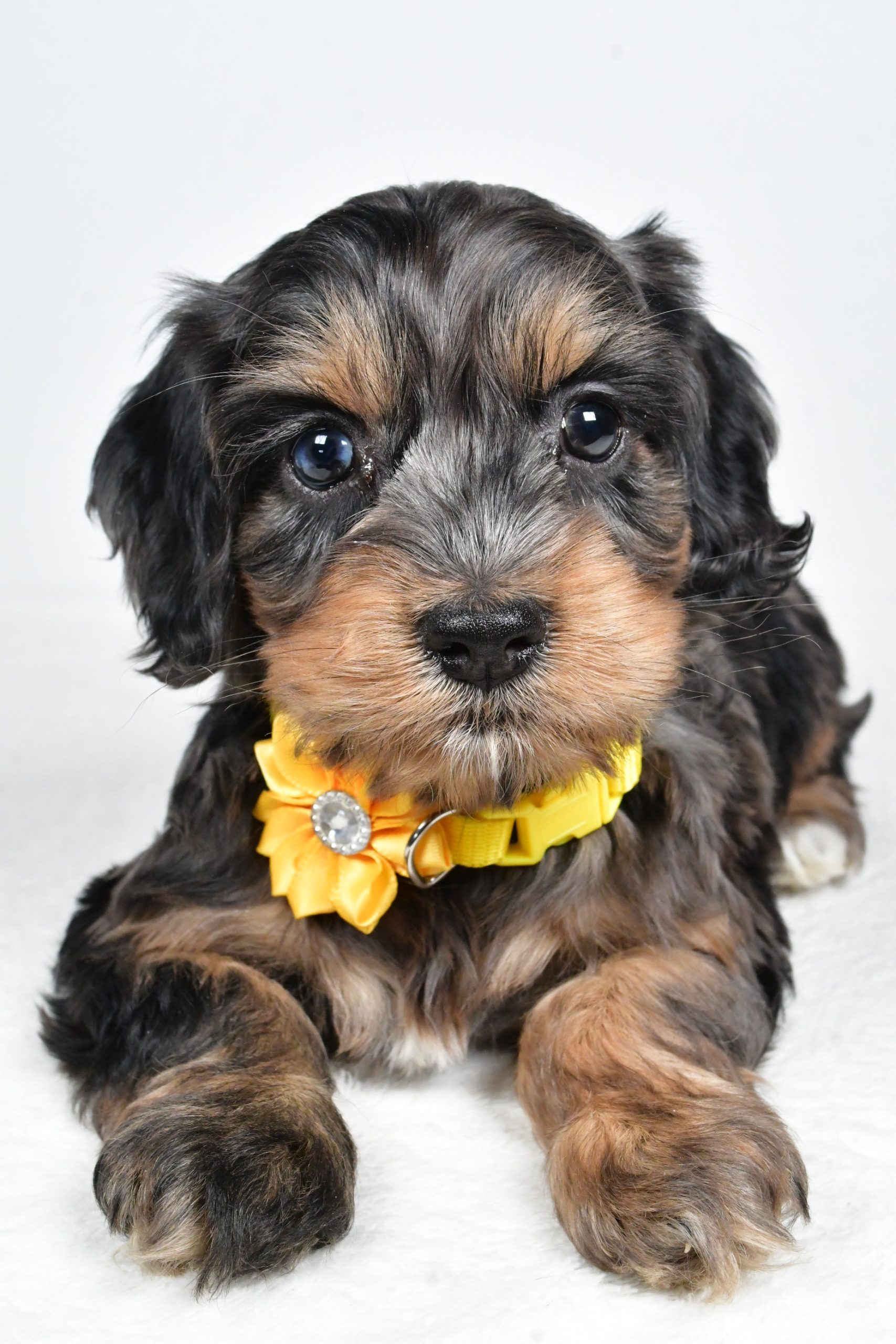 Miss Peggy The Cockapoo - Image 6