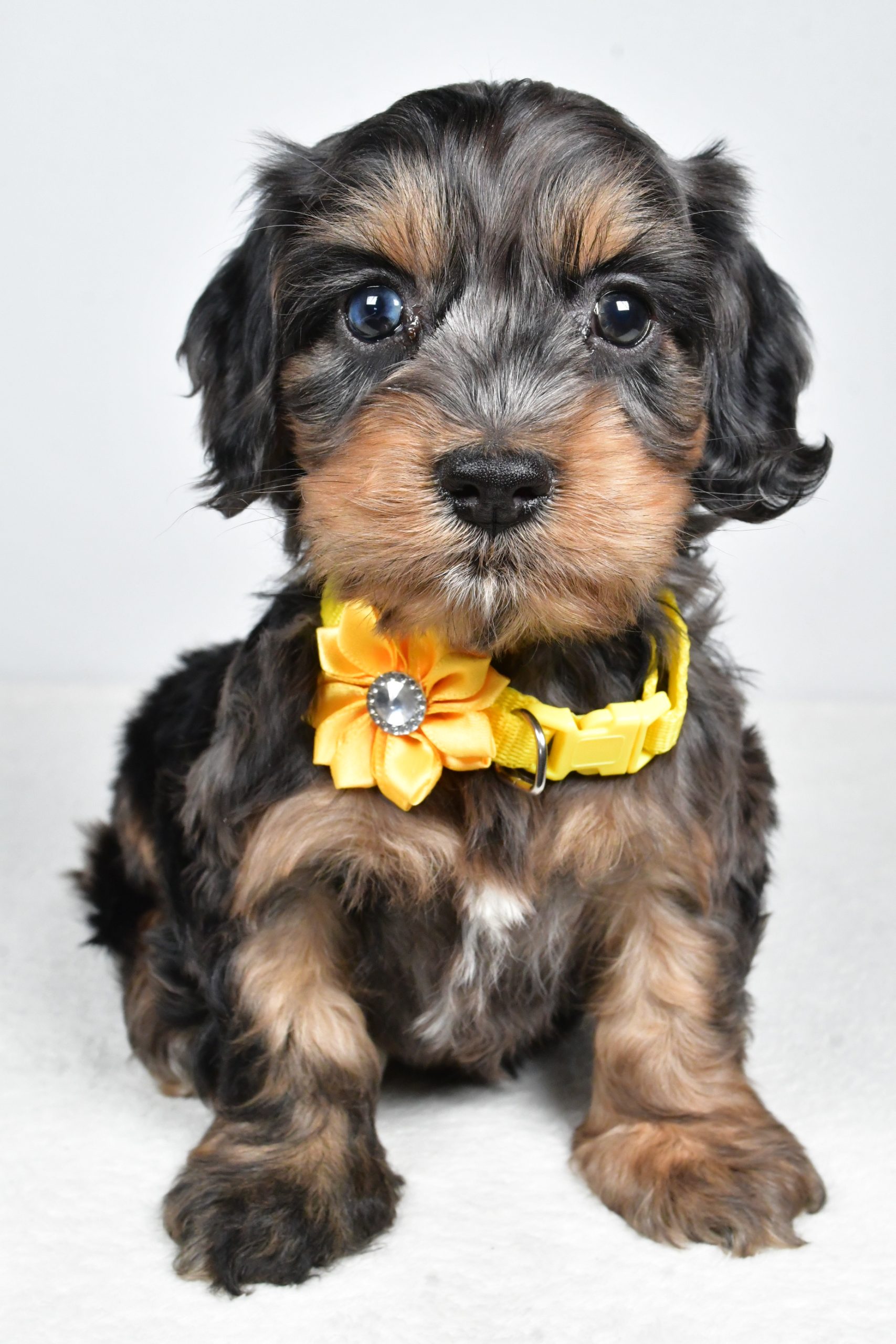 Miss Peggy The Cockapoo