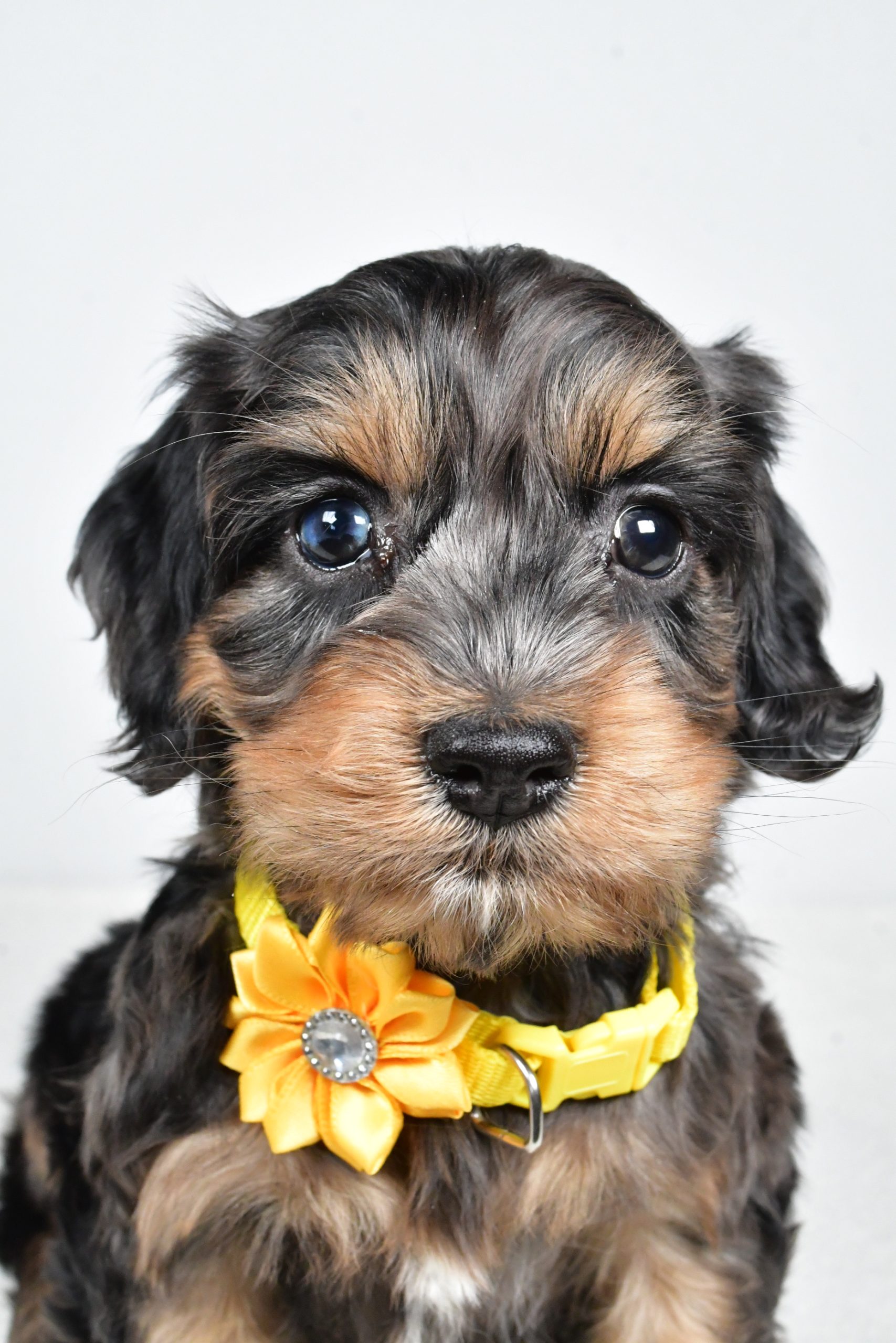 Miss Peggy The Cockapoo - Image 4