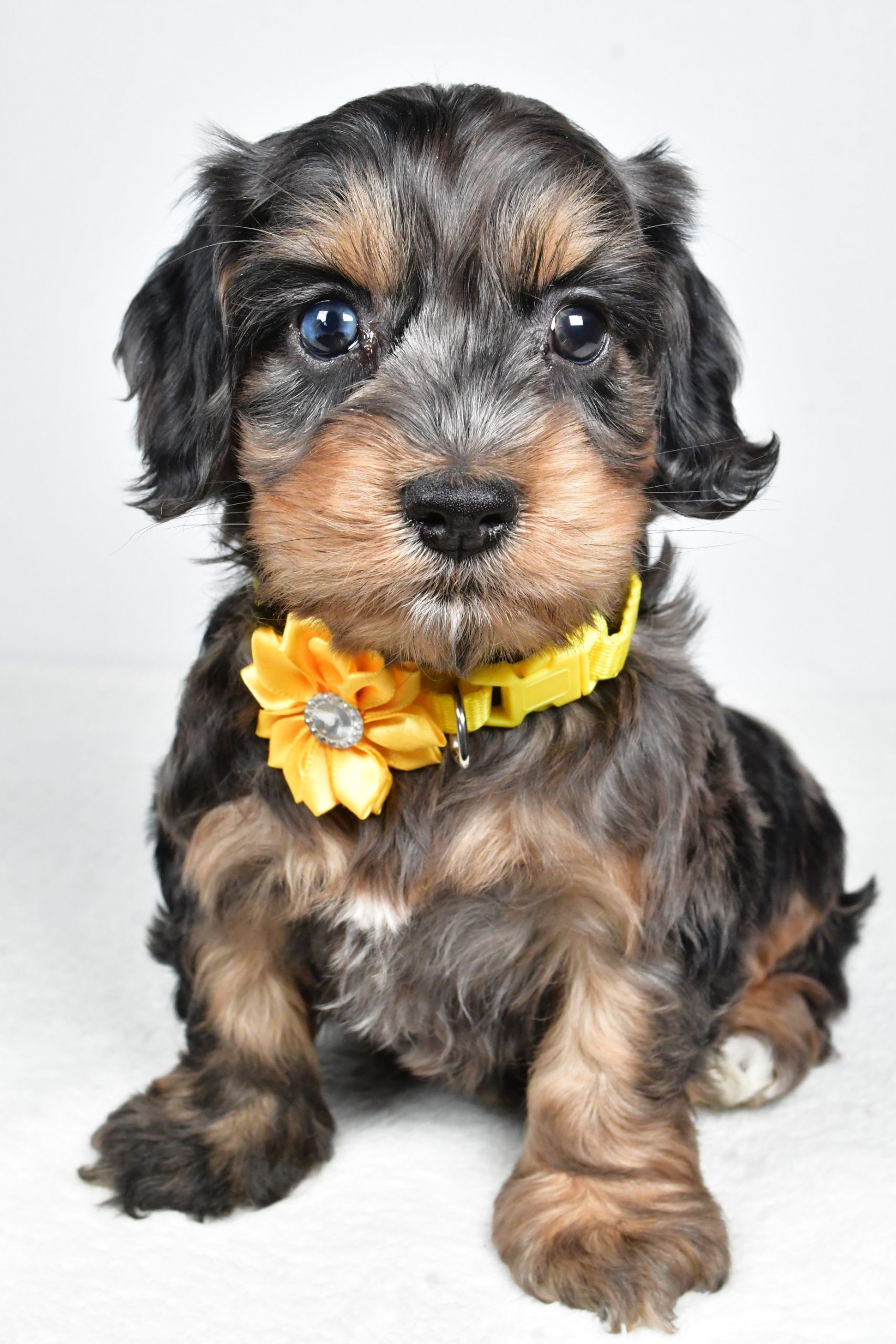 Miss Peggy The Cockapoo - Image 2