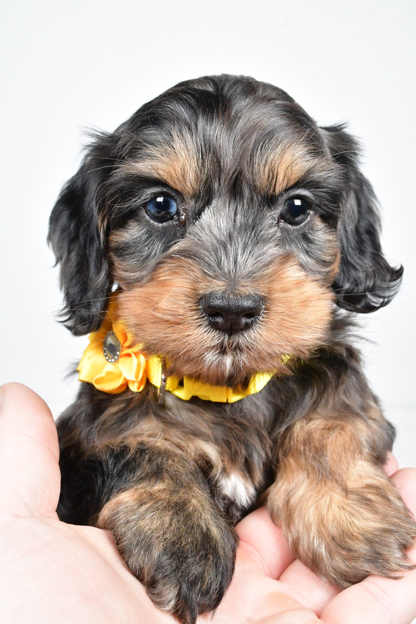 Miss Peggy The Cockapoo - Image 3