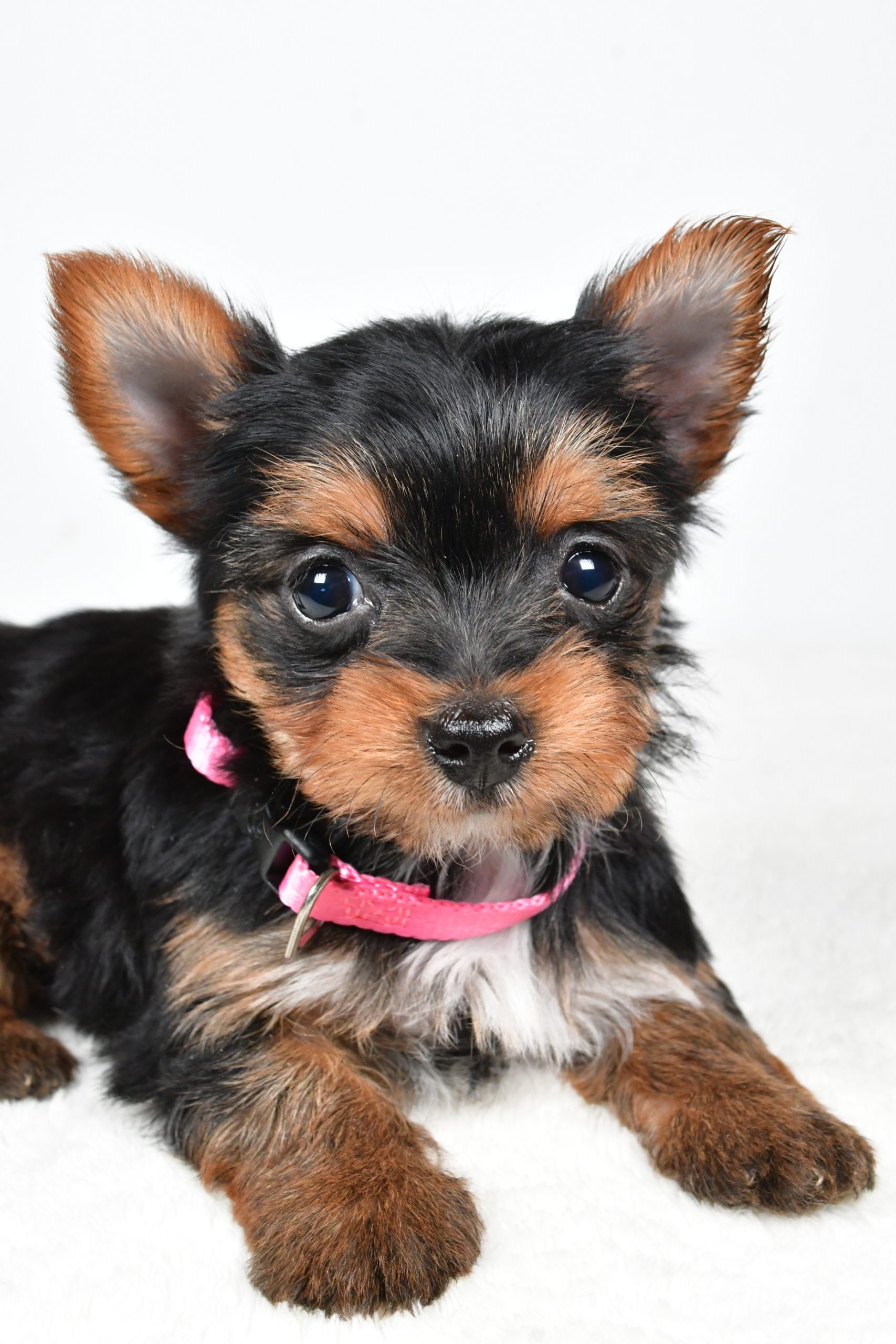 Miss Macey The teacup Yorkshire Terrier - Image 7