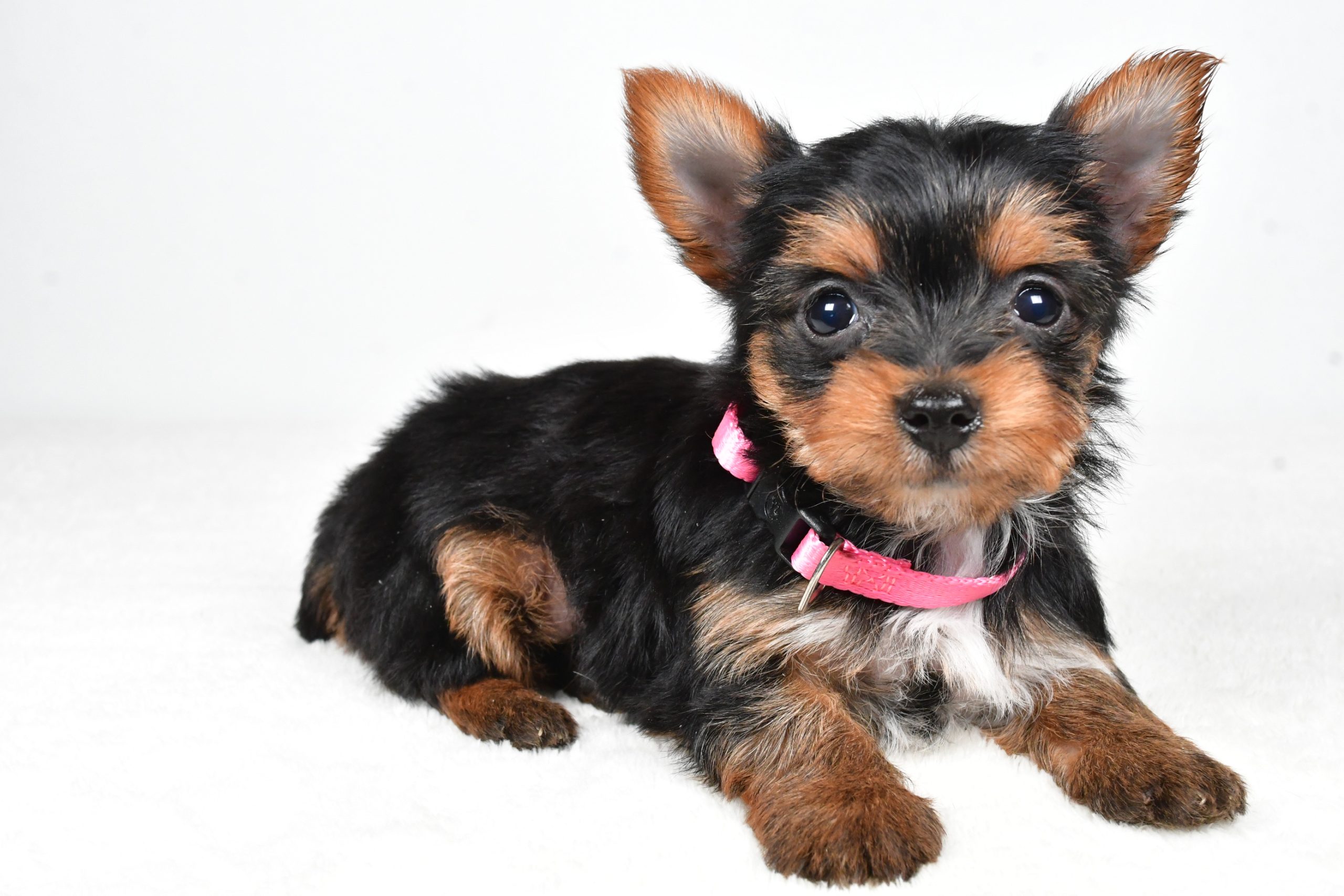 Miss Macey The teacup Yorkshire Terrier - Image 8