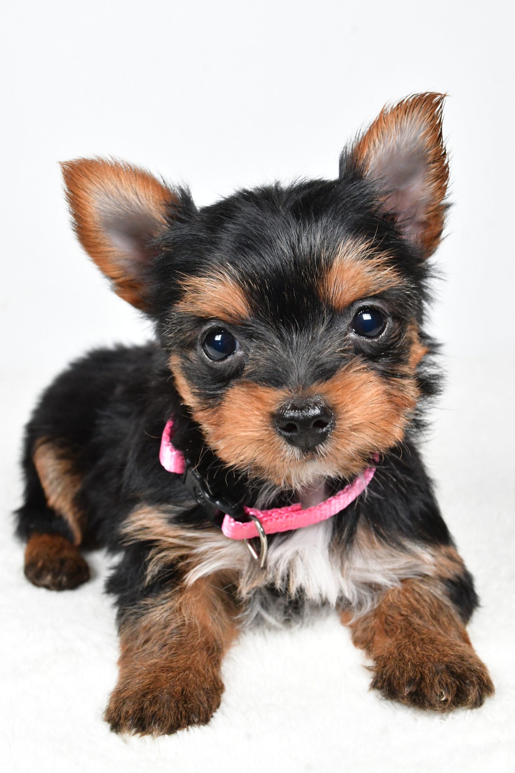 Miss Macey The teacup Yorkshire Terrier - Image 6