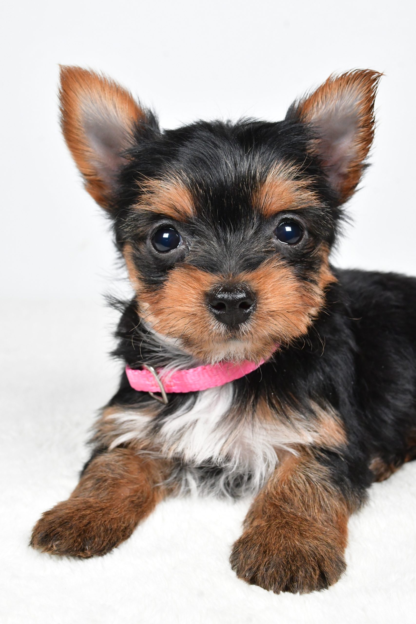 Miss Macey The teacup Yorkshire Terrier - Image 5