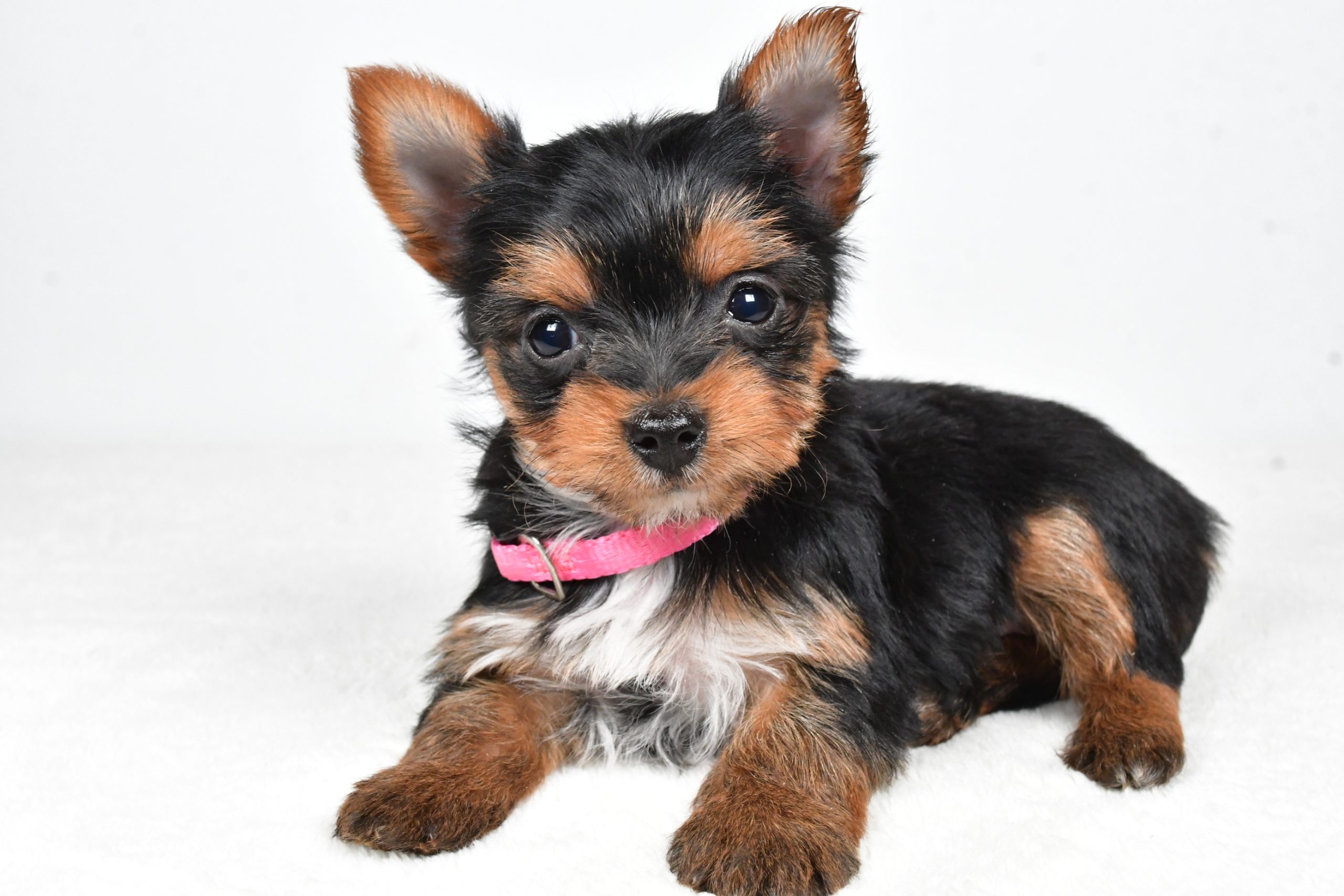 Miss Macey The teacup Yorkshire Terrier - Image 9