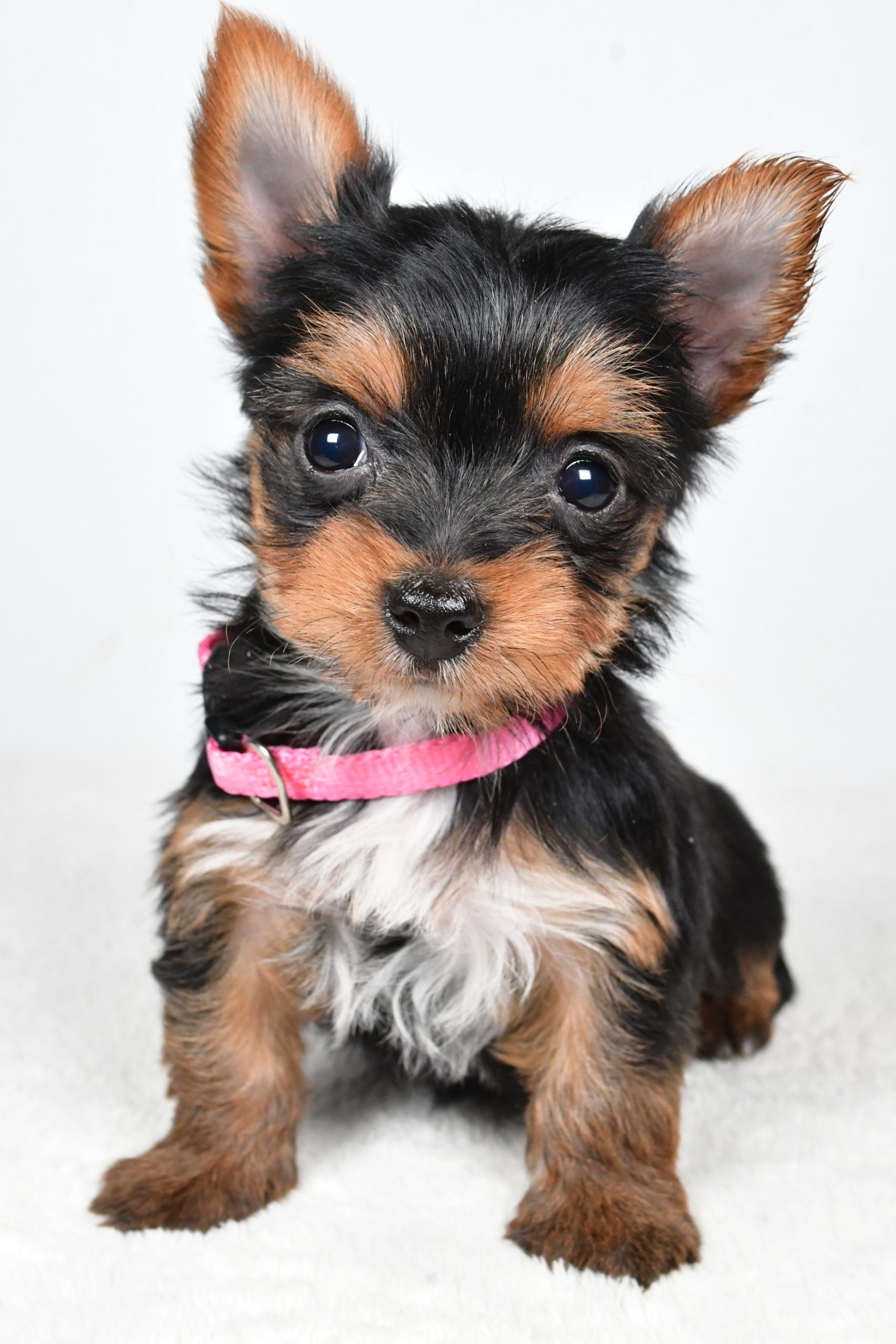 Miss Macey The teacup Yorkshire Terrier - Image 2