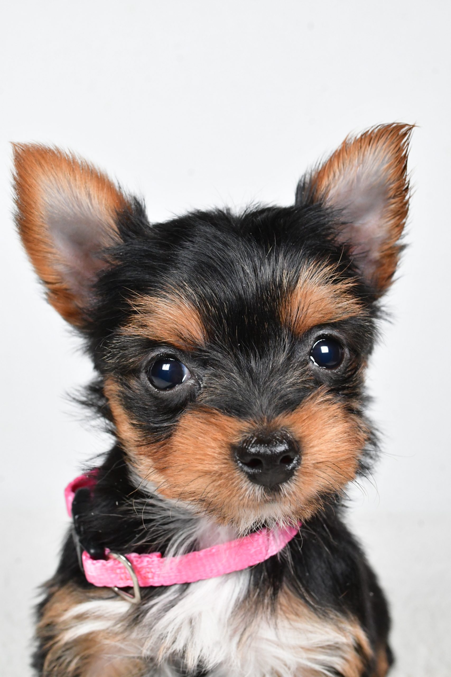 Miss Macey The teacup Yorkshire Terrier - Image 3
