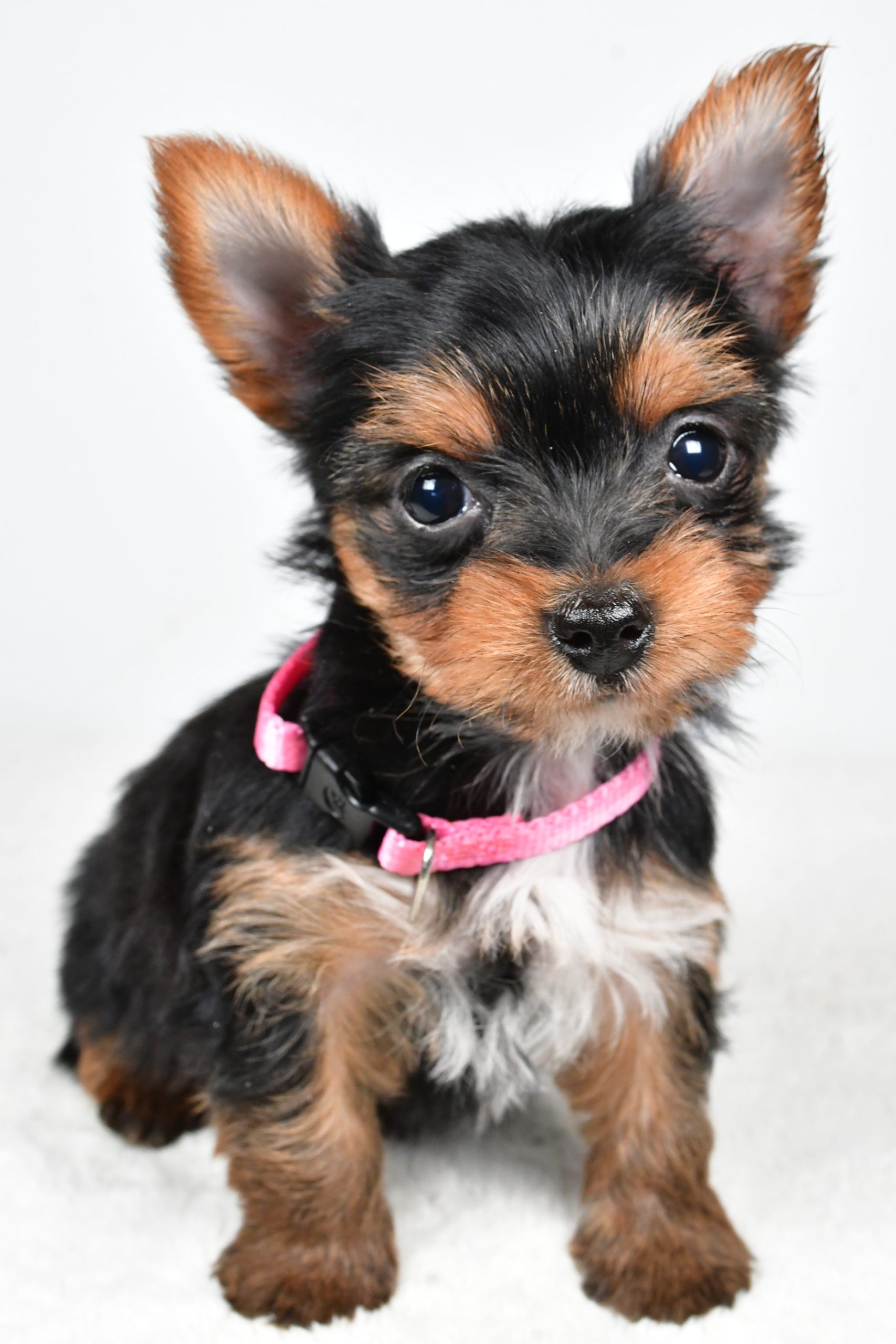 Miss Macey The teacup Yorkshire Terrier - Image 4