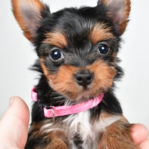 Miss Macey The teacup Yorkshire Terrier