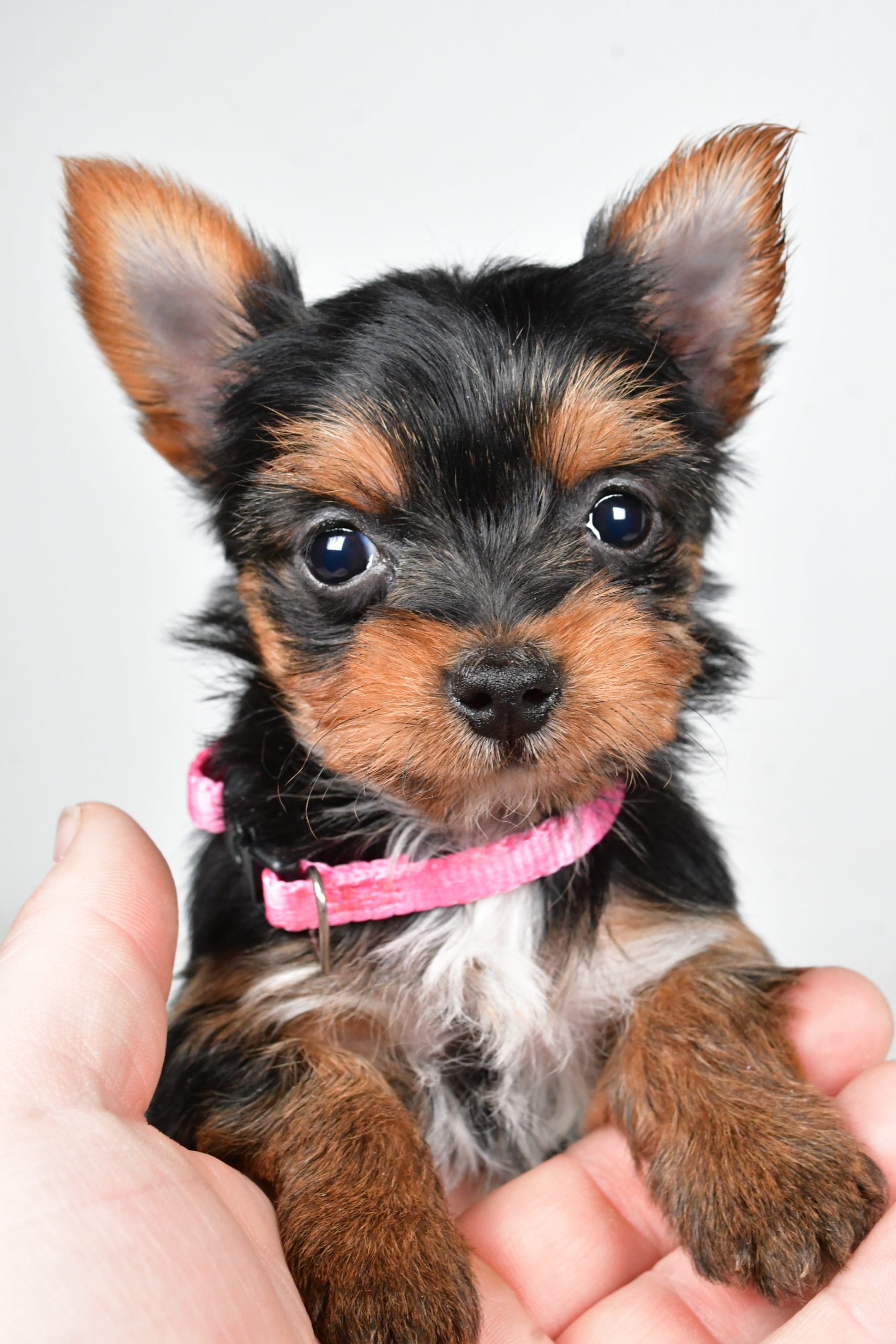 Miss Macey The teacup Yorkshire Terrier