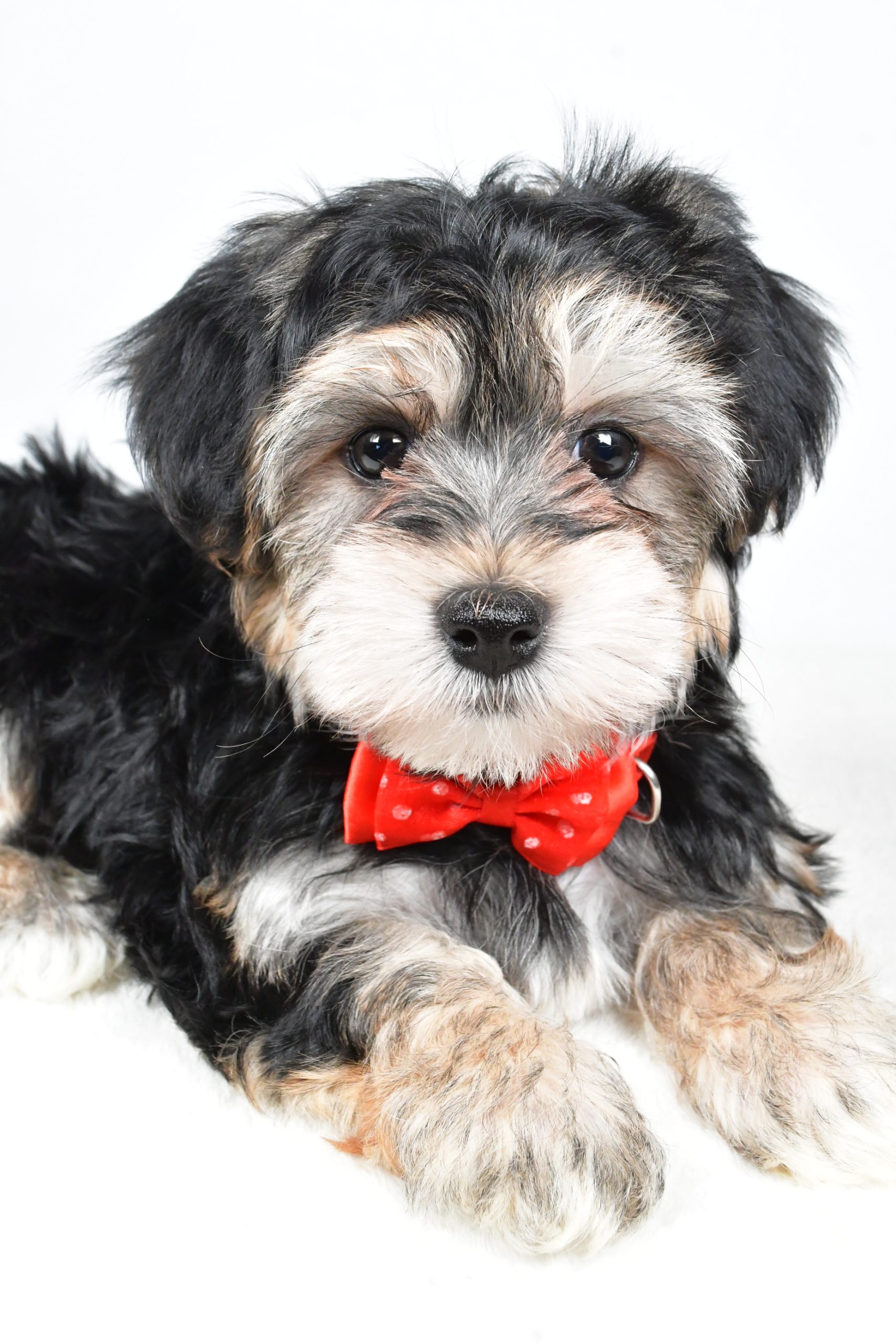 Mr. Ronnie The Morkie - Image 4