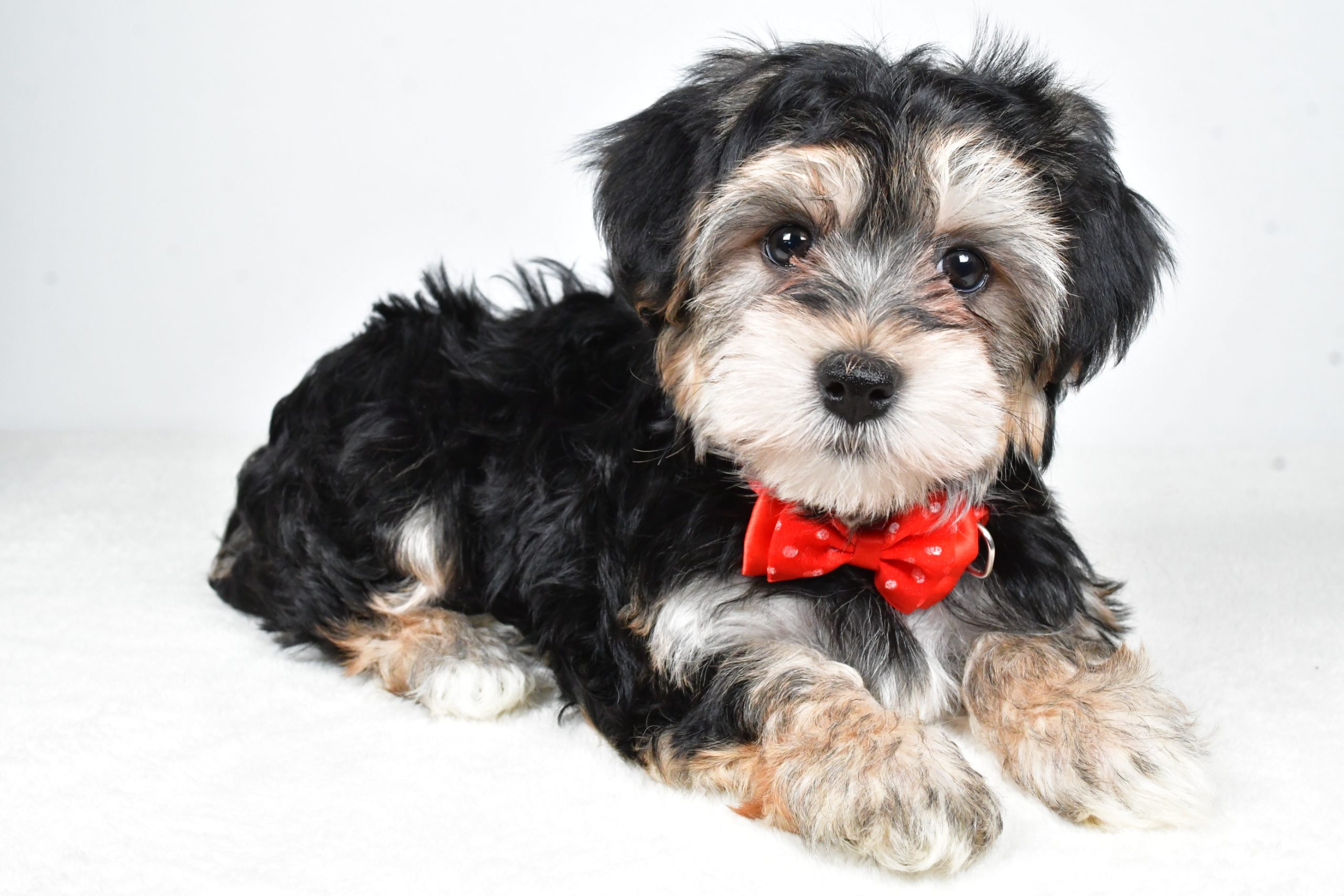 Mr. Ronnie The Morkie - Image 6