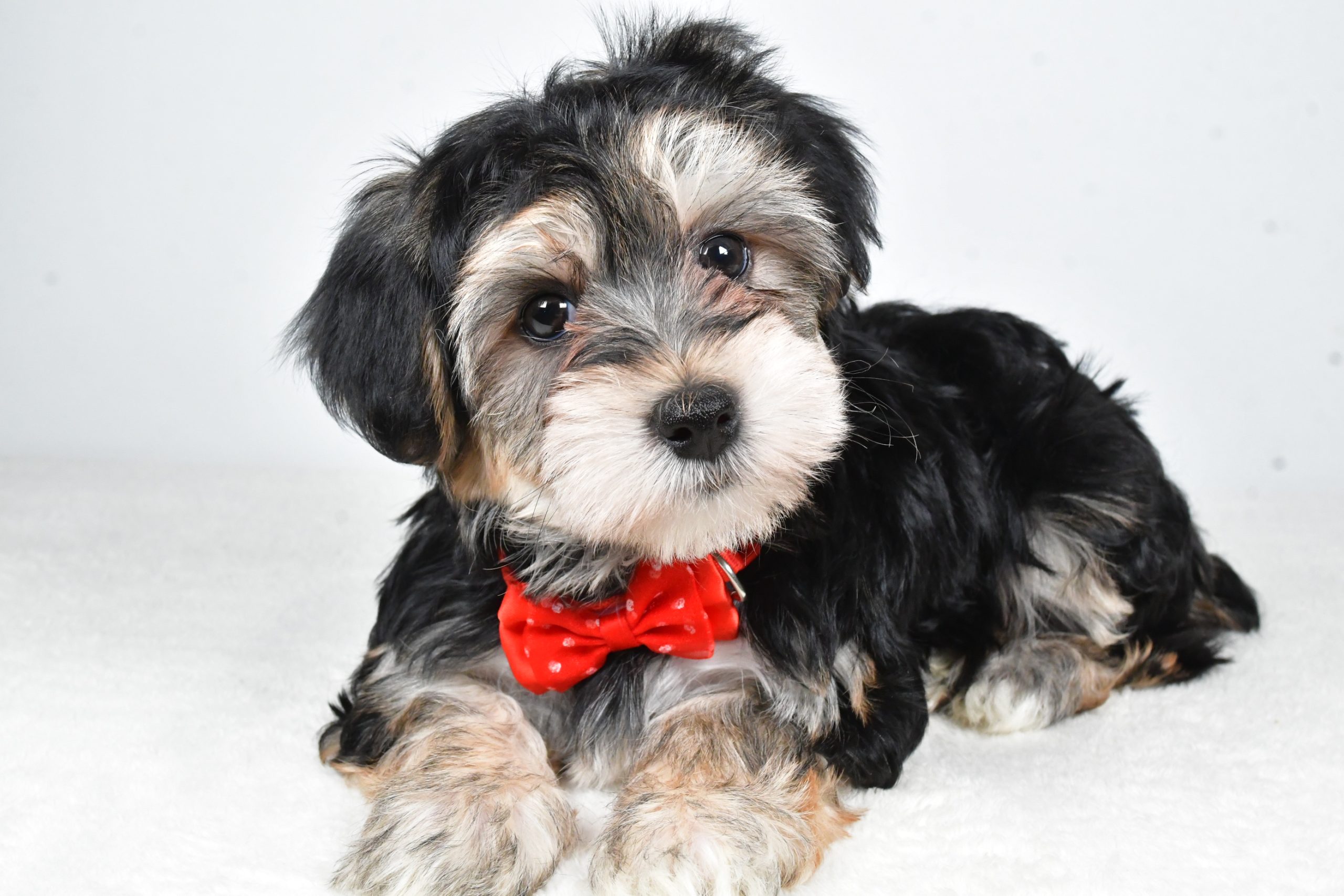 Mr. Ronnie The Morkie - Image 7